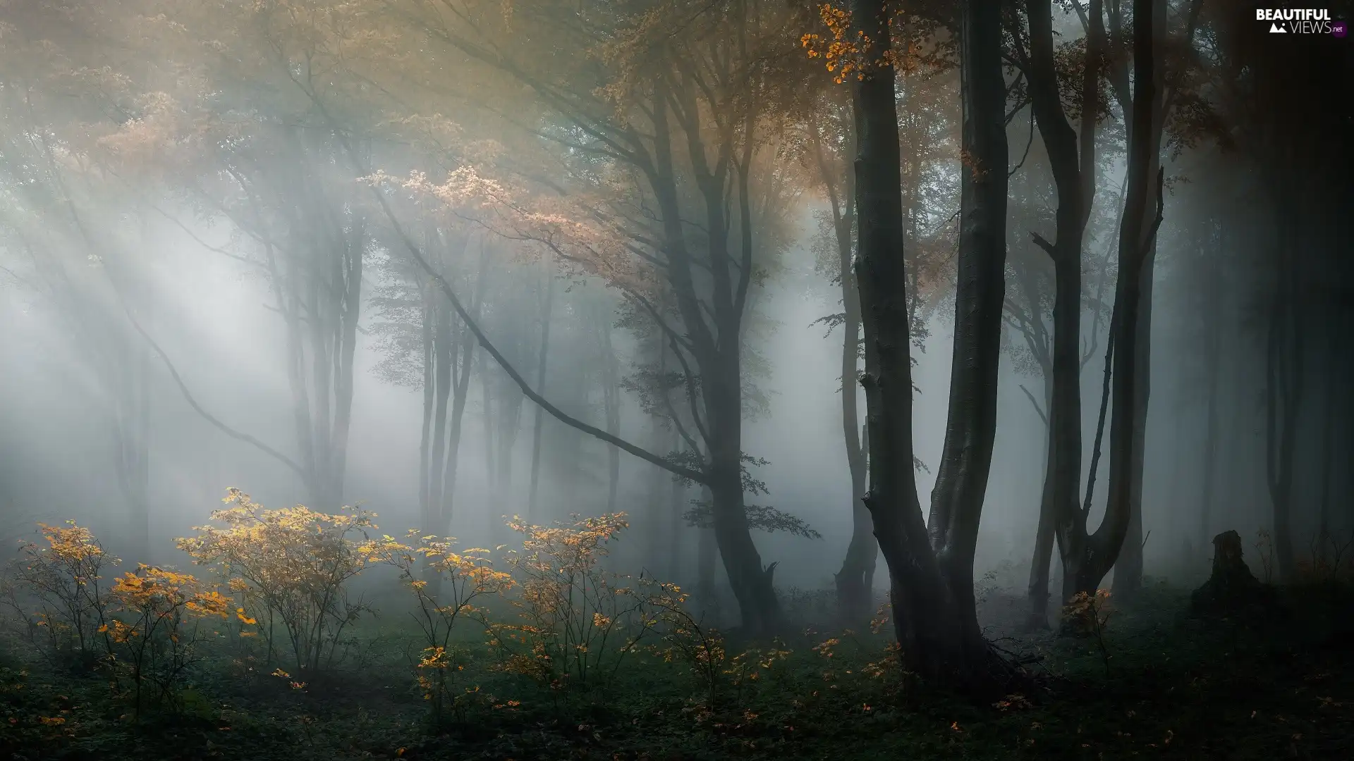 forest, trees, light breaking through sky, viewes, Bush, Stara Planina Mountains, Bulgaria, Fog