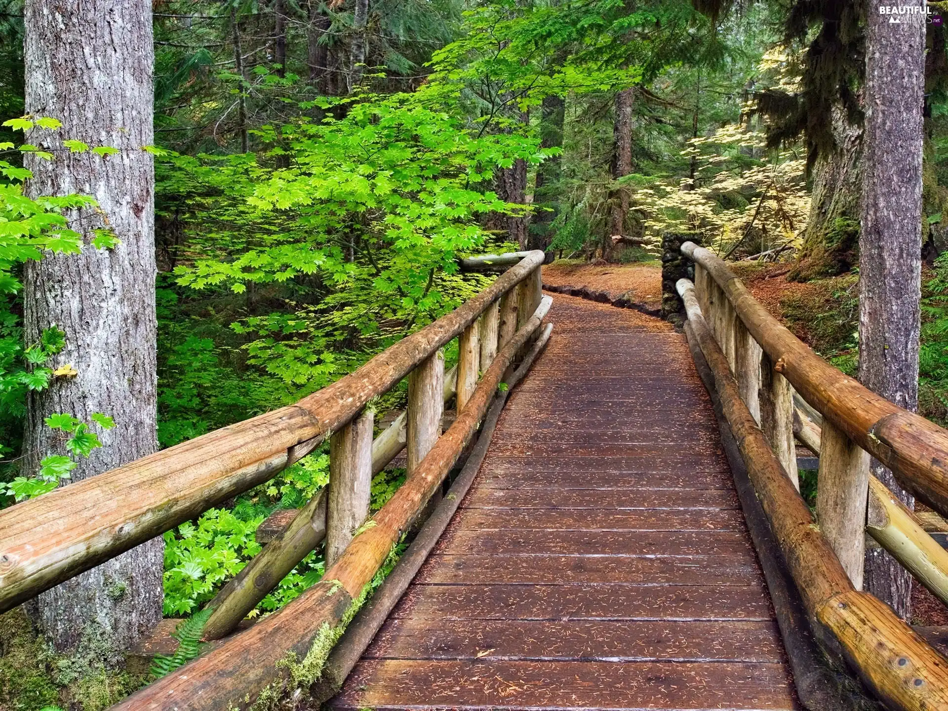 bridge, forest, wooden