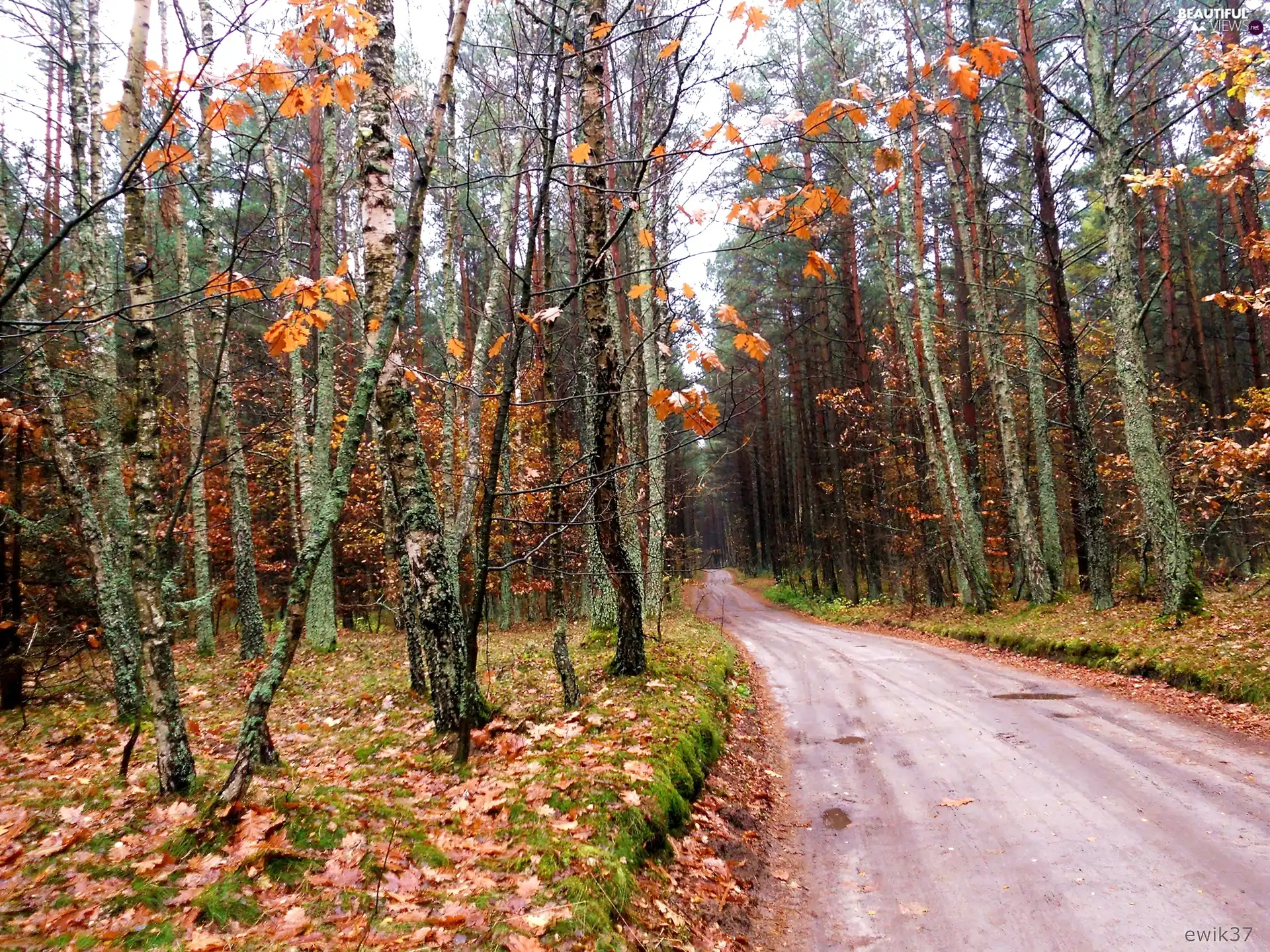 Brown, Leaf, Way, forest, autumn