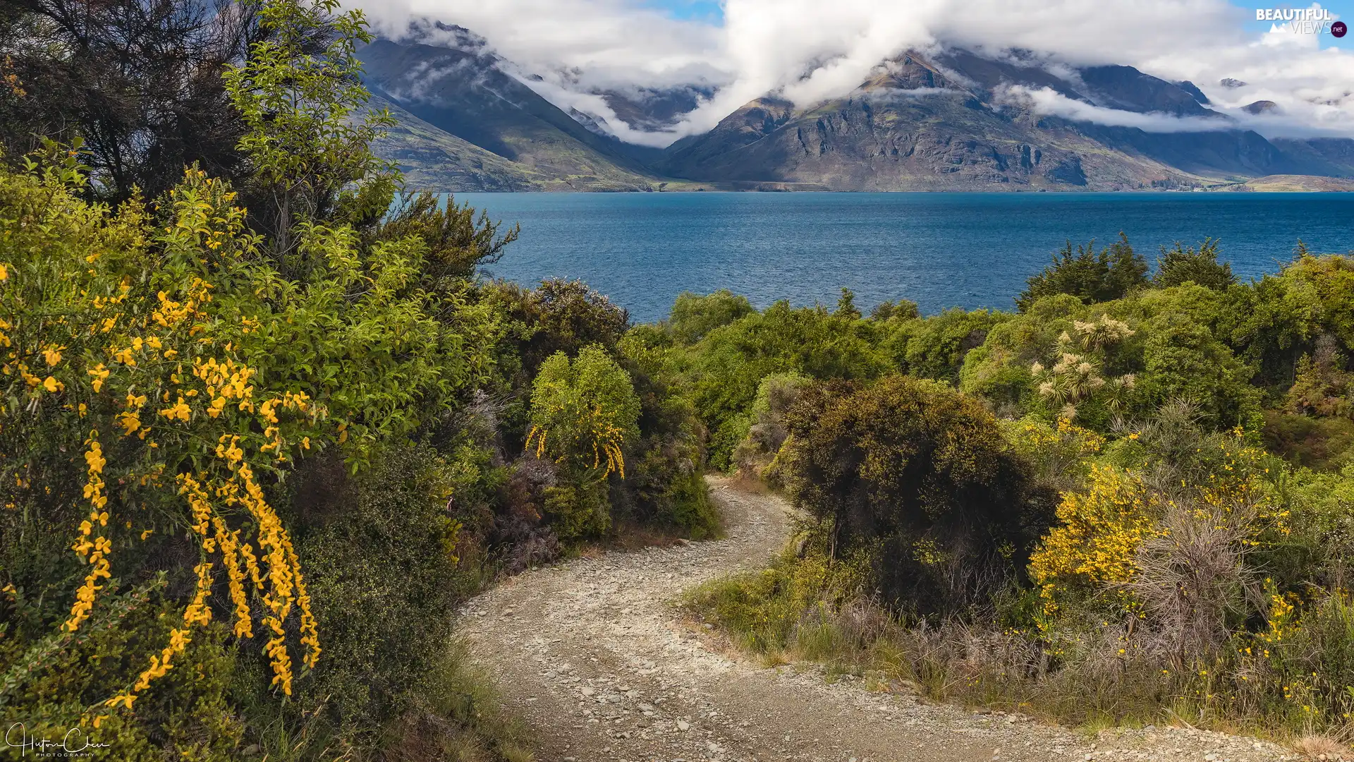 Bush, Lake Wakatipu, Flowers, Way, Mountains, Yellow, New Zeland