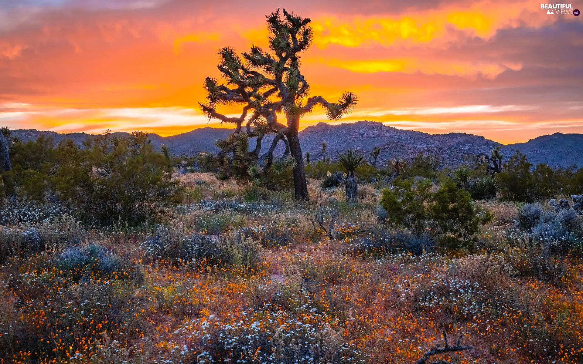 Flowers, Great Sunsets, California, The United States, Joshua Tree National Park, Joshua Tree