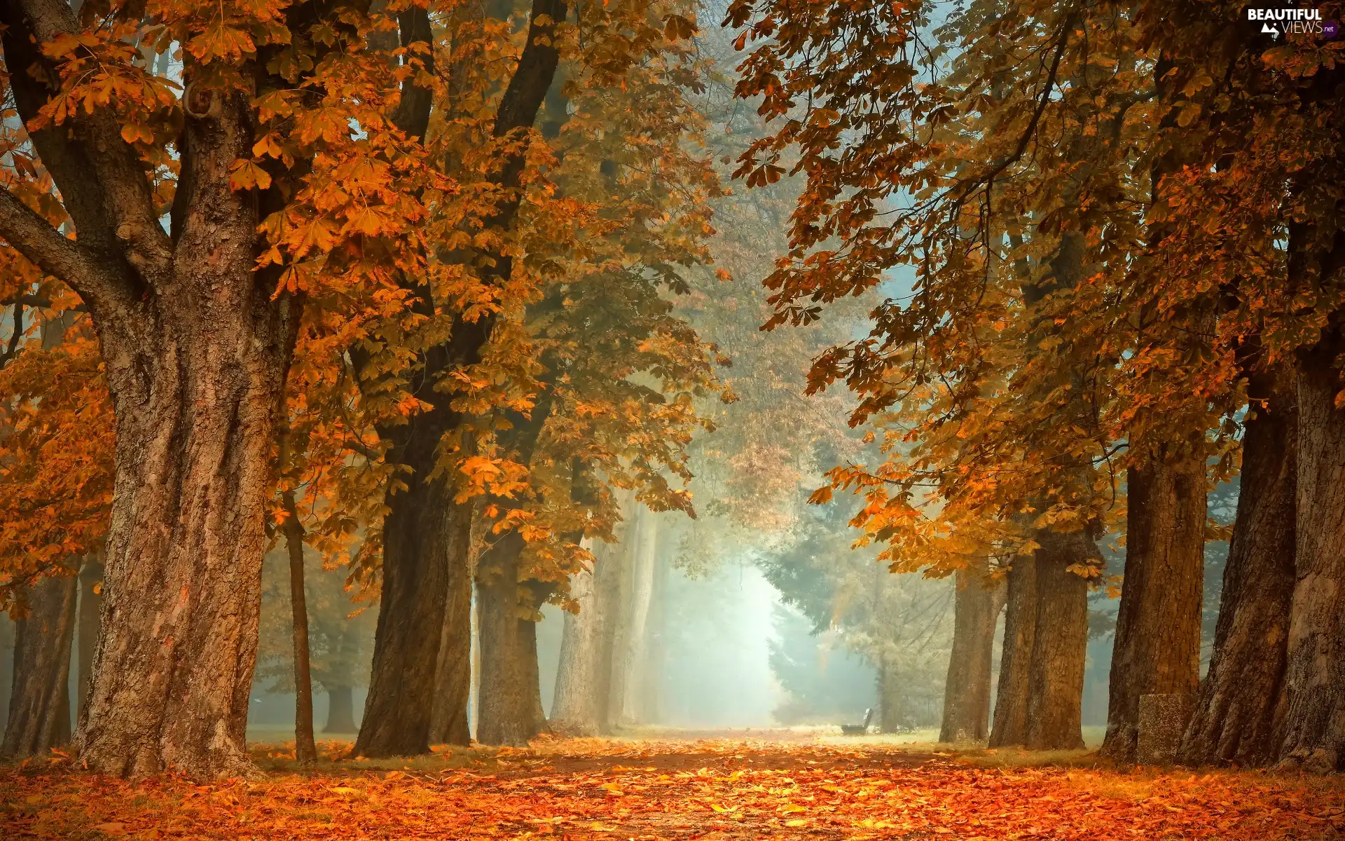 Bench, viewes, Park, chestnut, trees, Fog, autumn