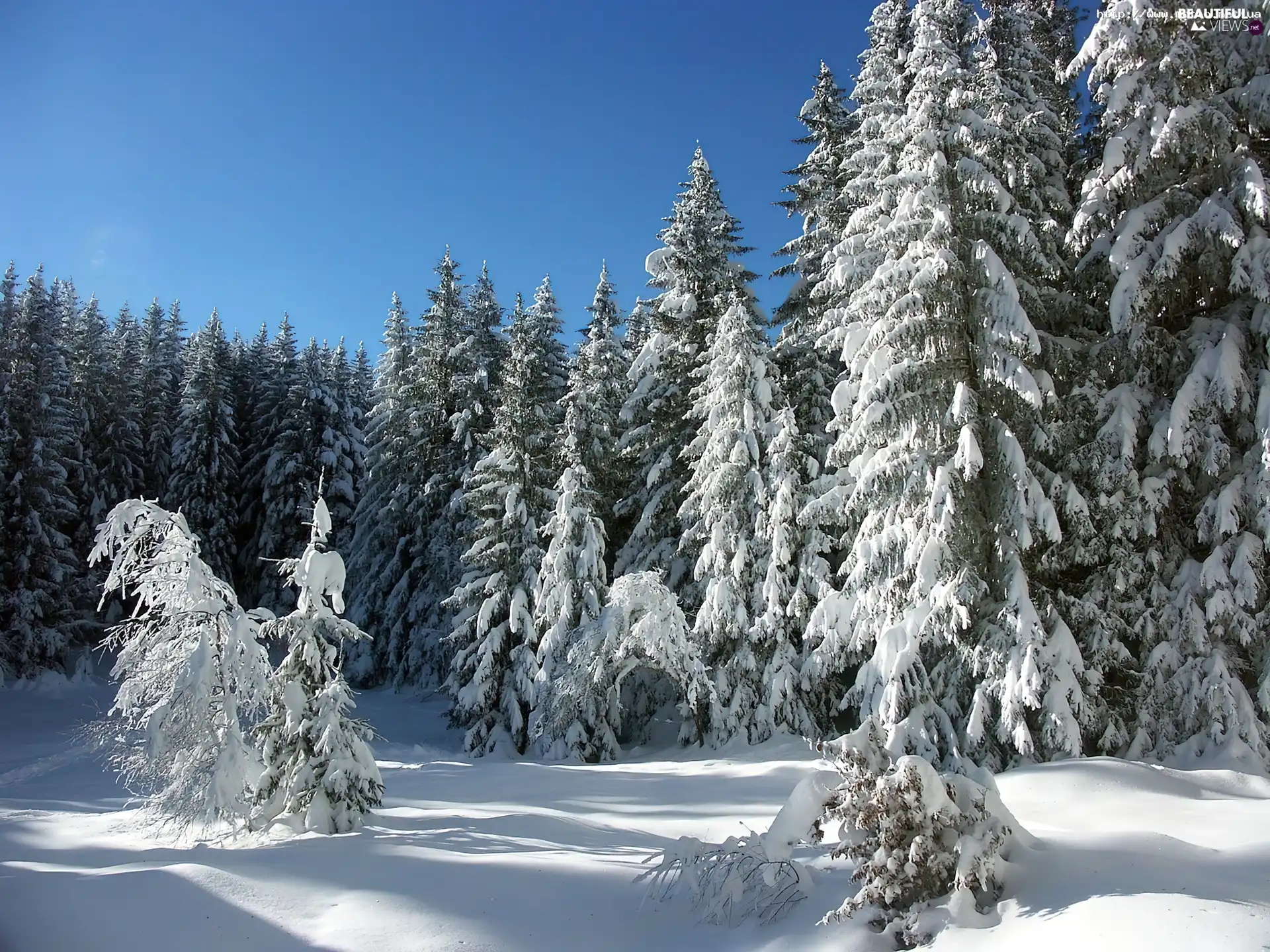 Christmas, forest, winter