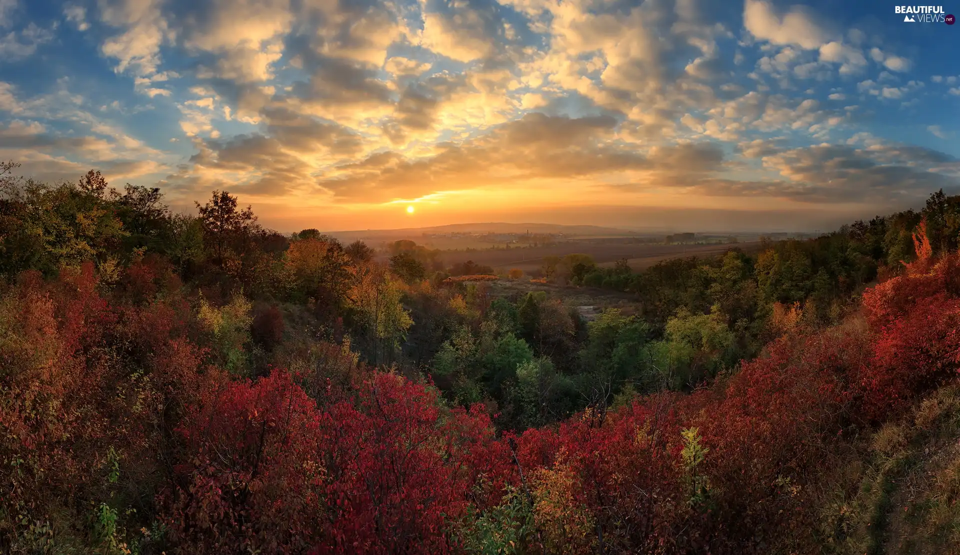 trees, woods, Great Sunsets, color, autumn, viewes, clouds