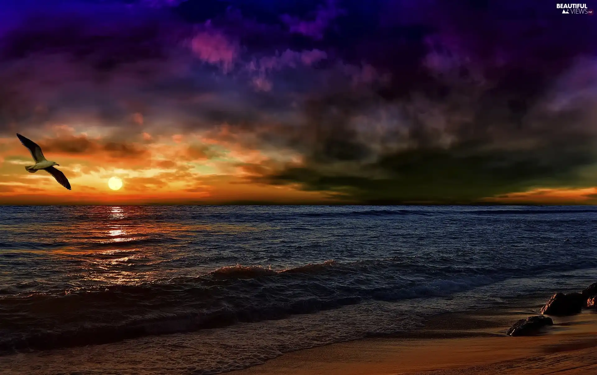 Seagull Sunset, sea, clouds