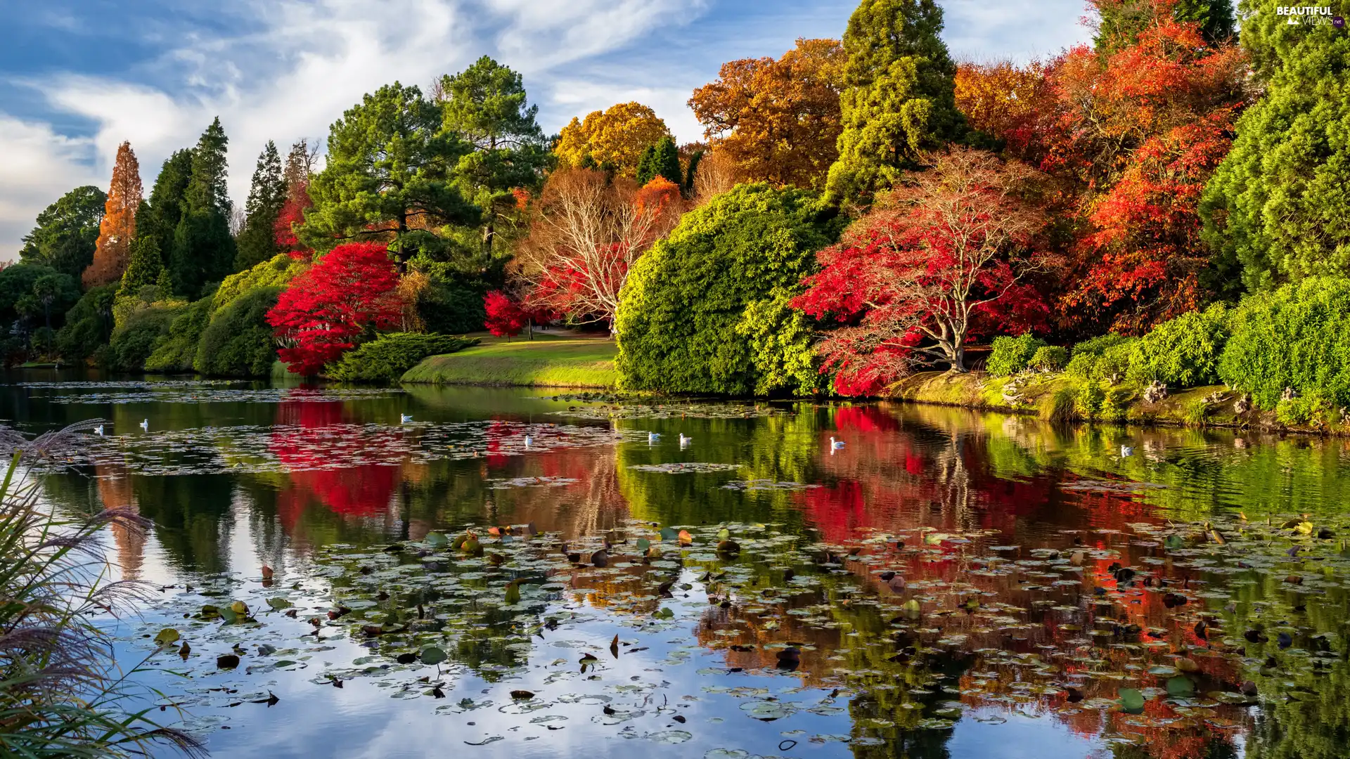 viewes, Pond - car, color, trees, autumn