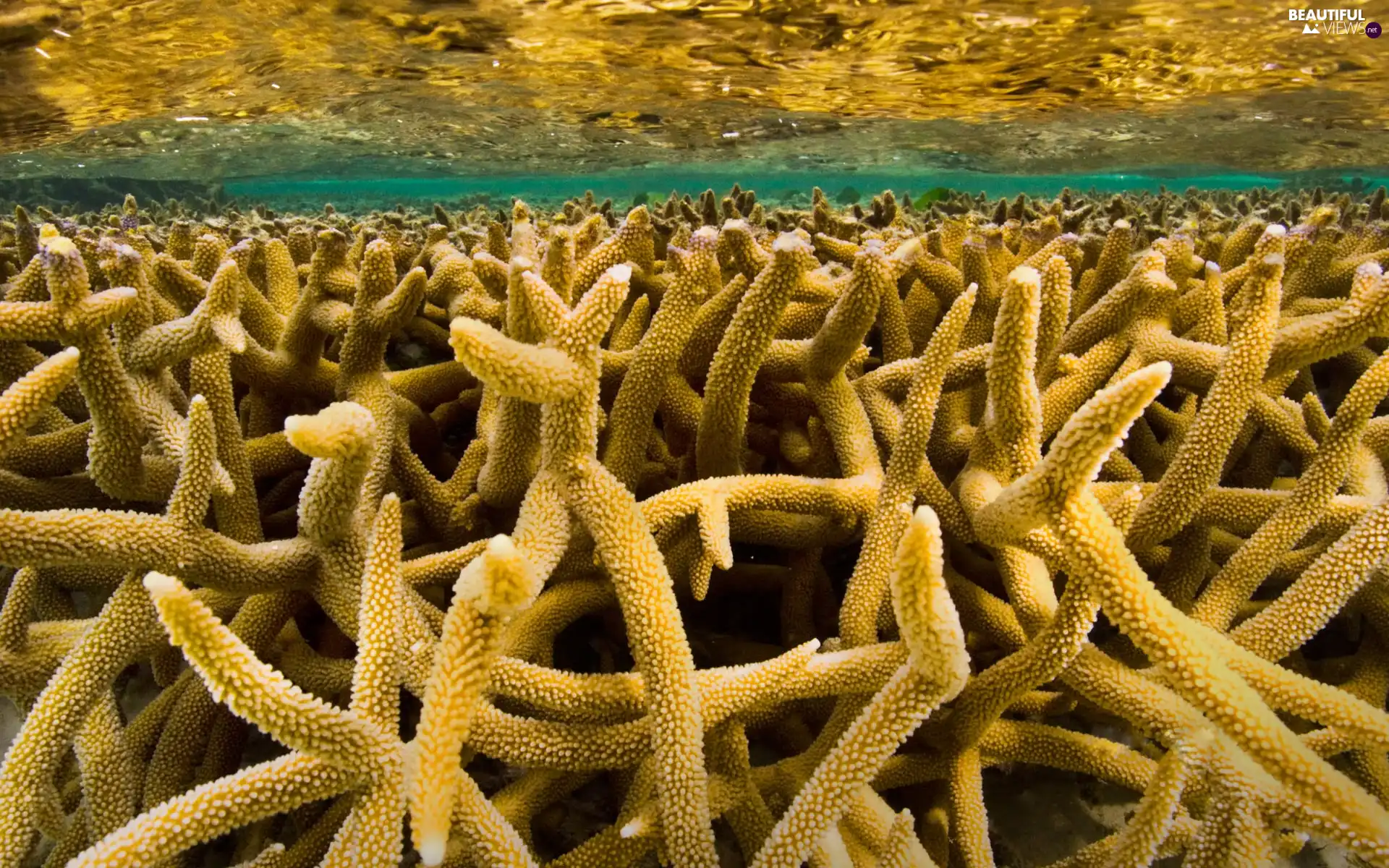 sea, Corals