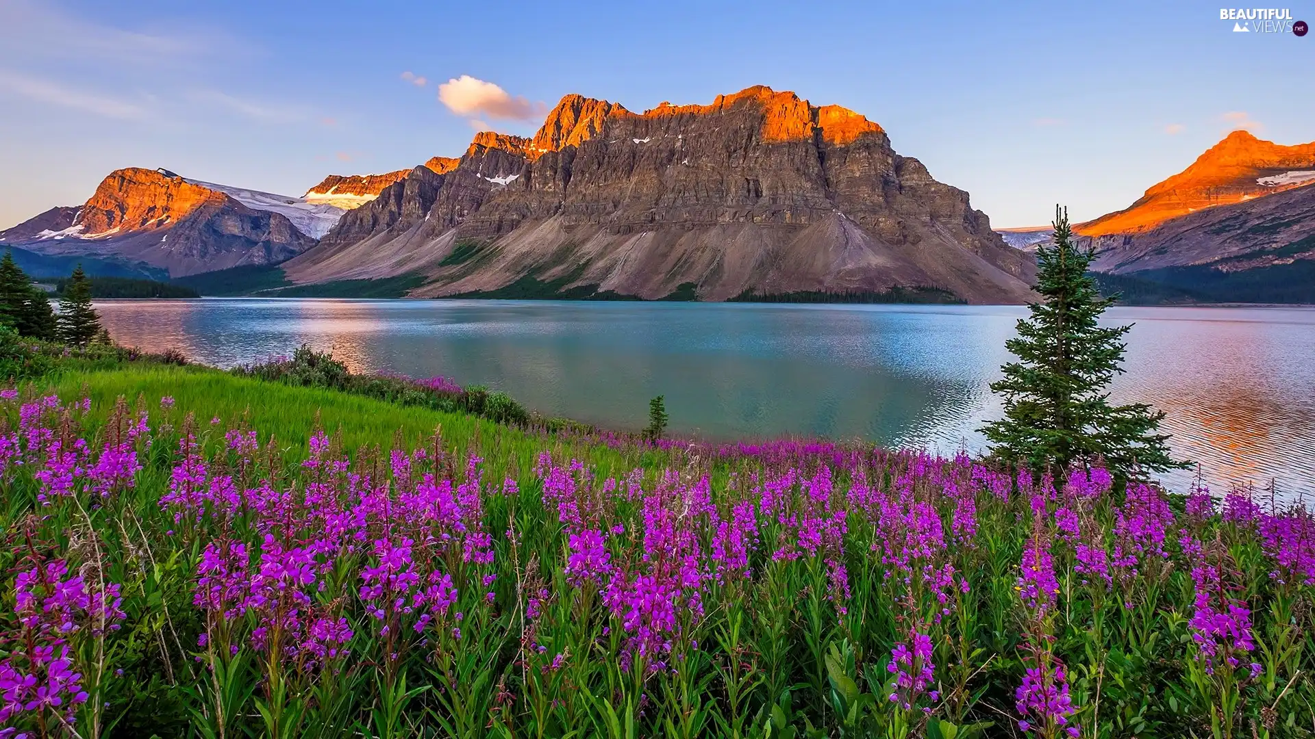 Province of Alberta, Canada, Banff National Park, Crowfoot Mountain, viewes, Sunrise, Flowers, trees, Bow Lake
