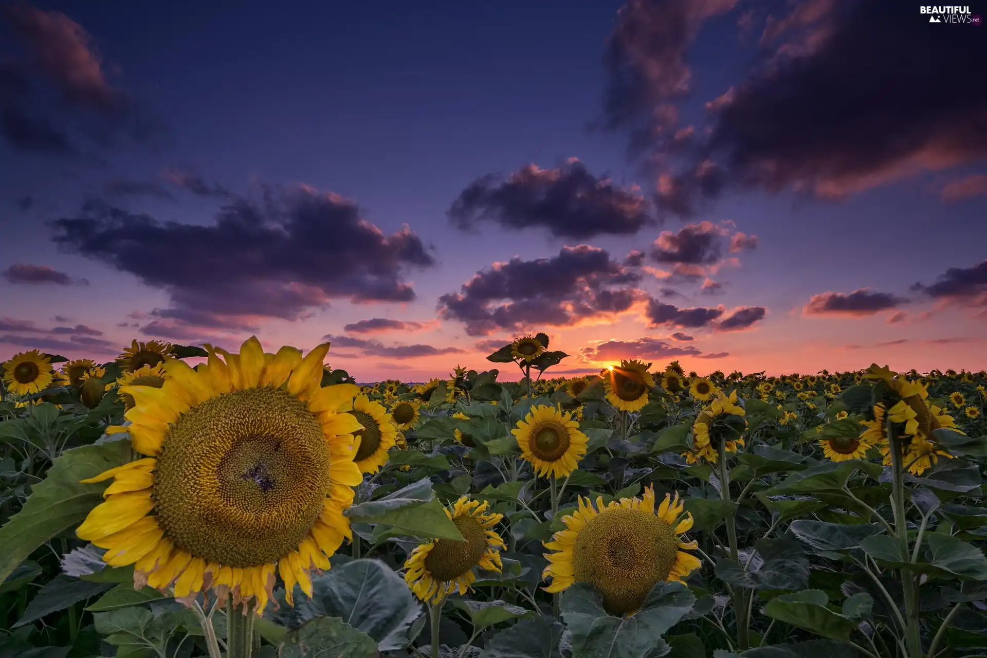 Great Sunsets, clouds, cultivation, Nice sunflowers