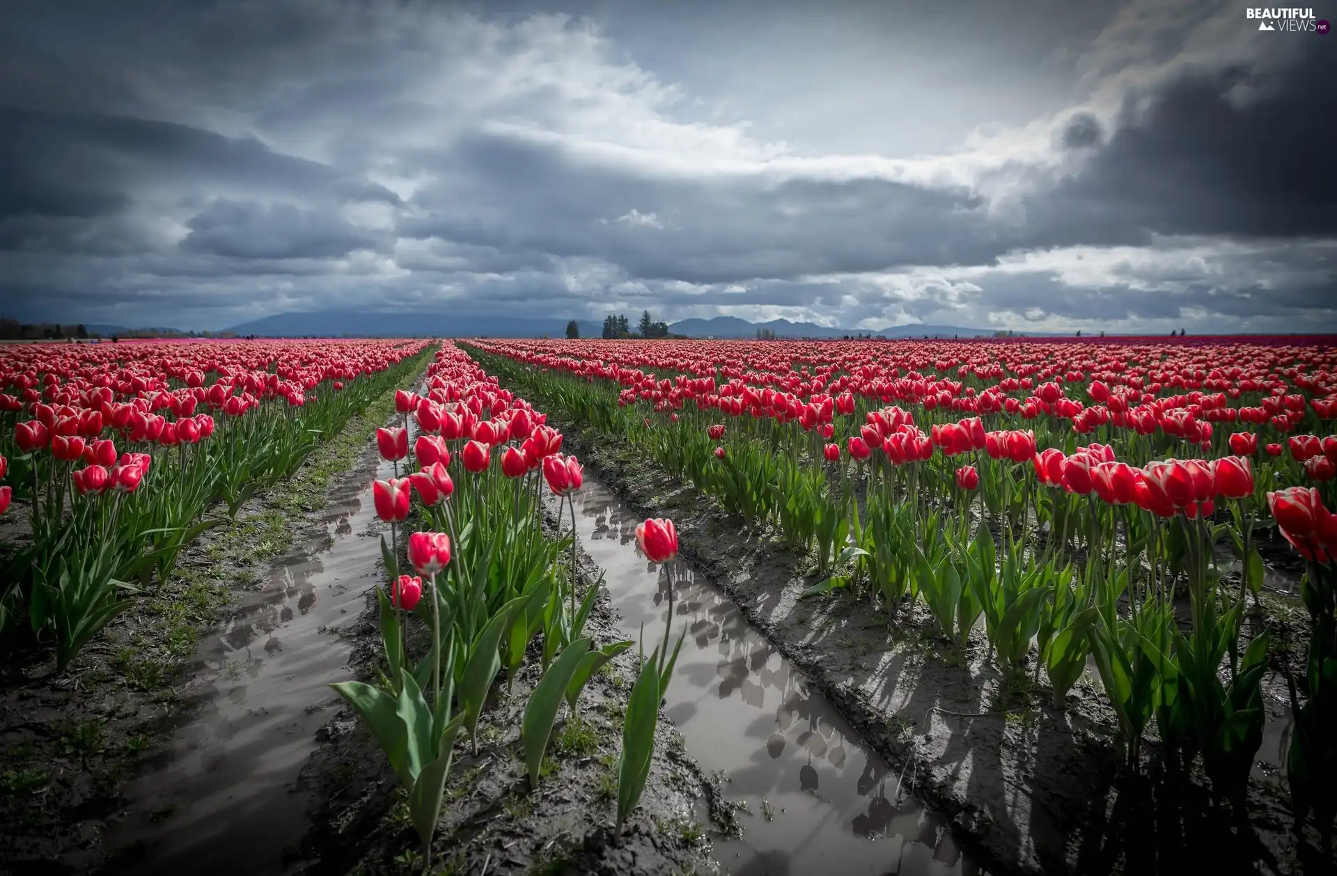 cultivation, Red, Tulips