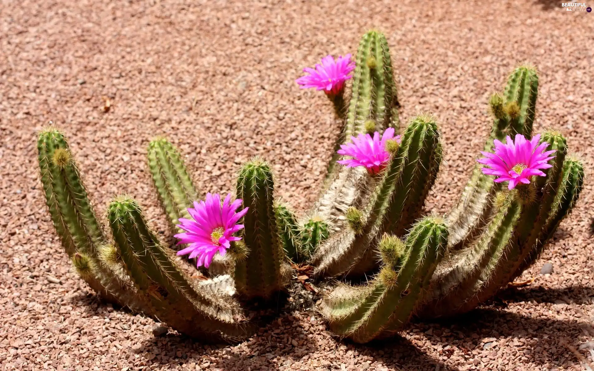 Desert, flower, Cactus