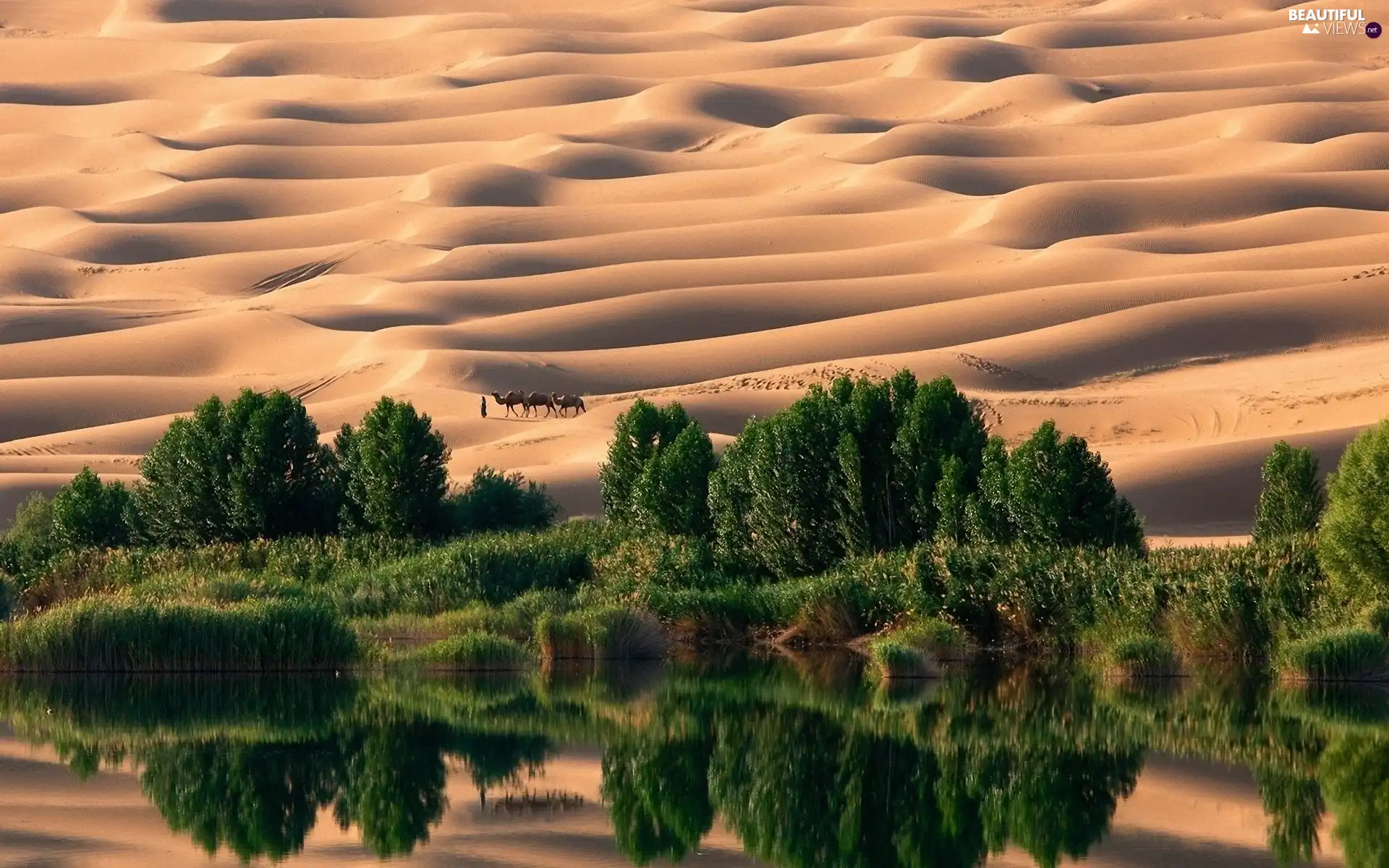 Sand, viewes, Desert, trees