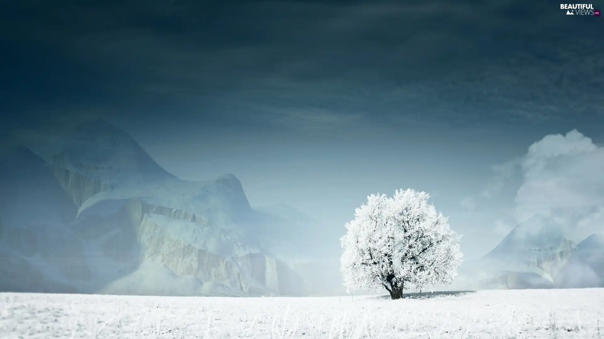 lonely, snow, drifts, trees