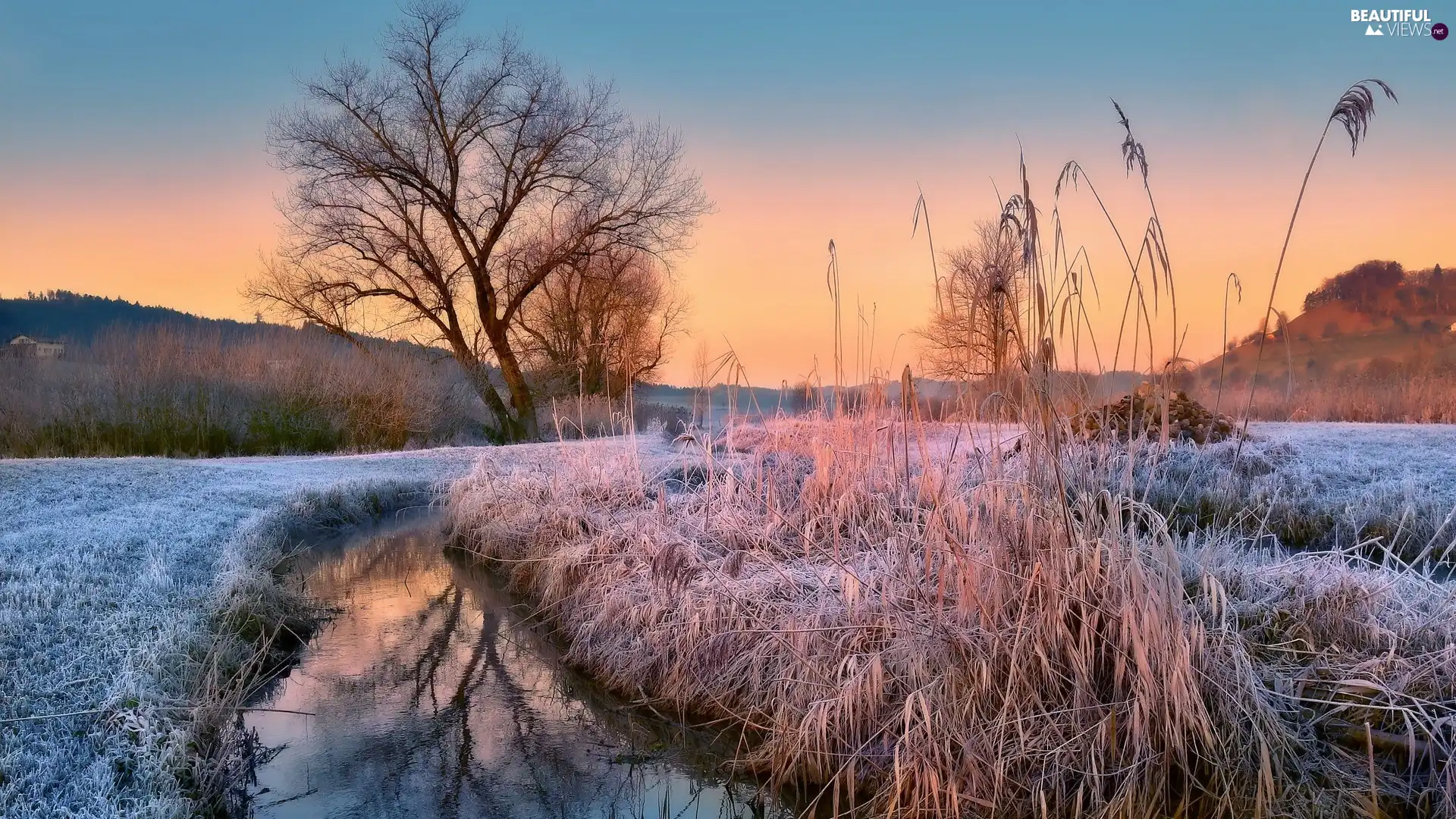 trees, viewes, winter, frosted, grass, River, morning, dry