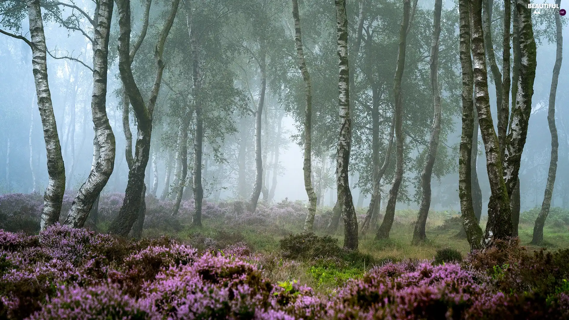 heath, viewes, birch, County Derbyshire, Fog, trees, forest, England, Peak District National Park, heathers