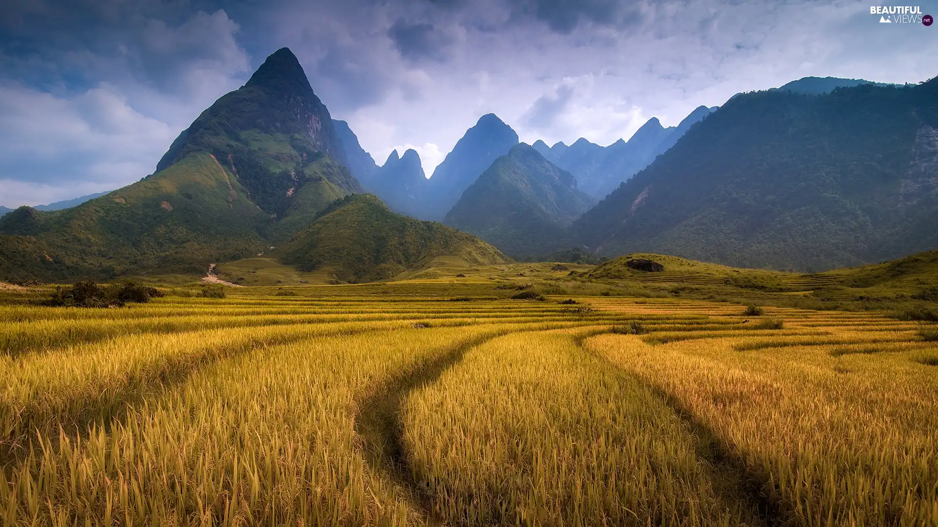 Mountains, field
