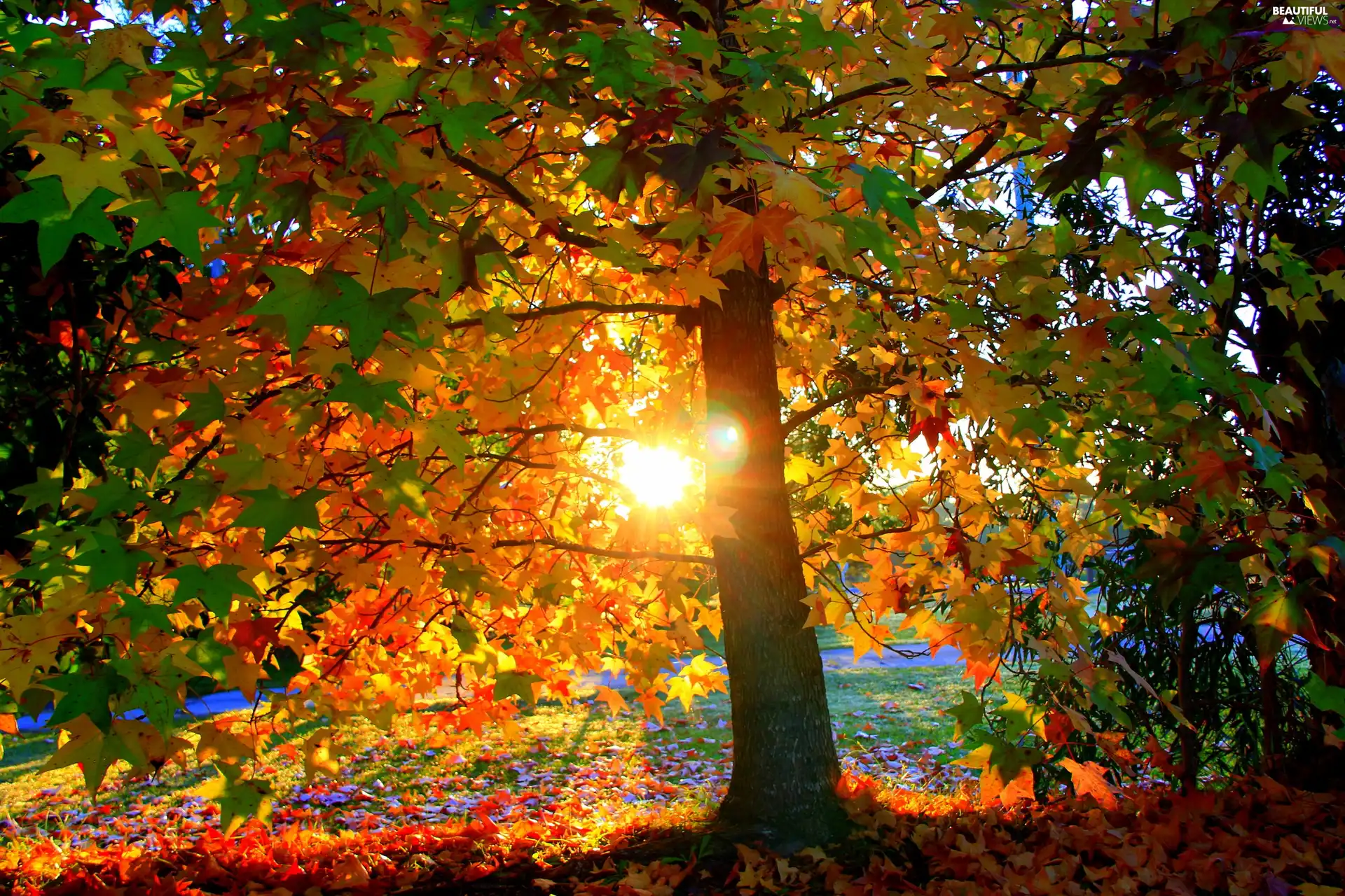 sun, Przebijające, luminosity, ligh, trees, flash, Leaf