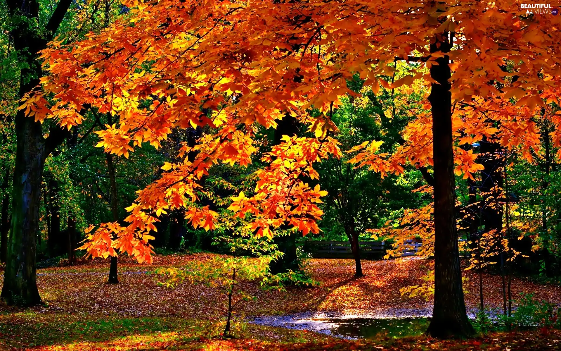 sun, forest, luminosity, ligh, autumn, flash, shadow