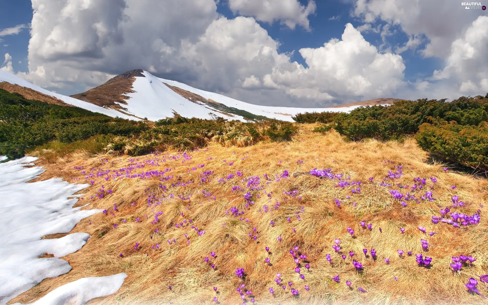 clouds, snow, Flowers, Mountains