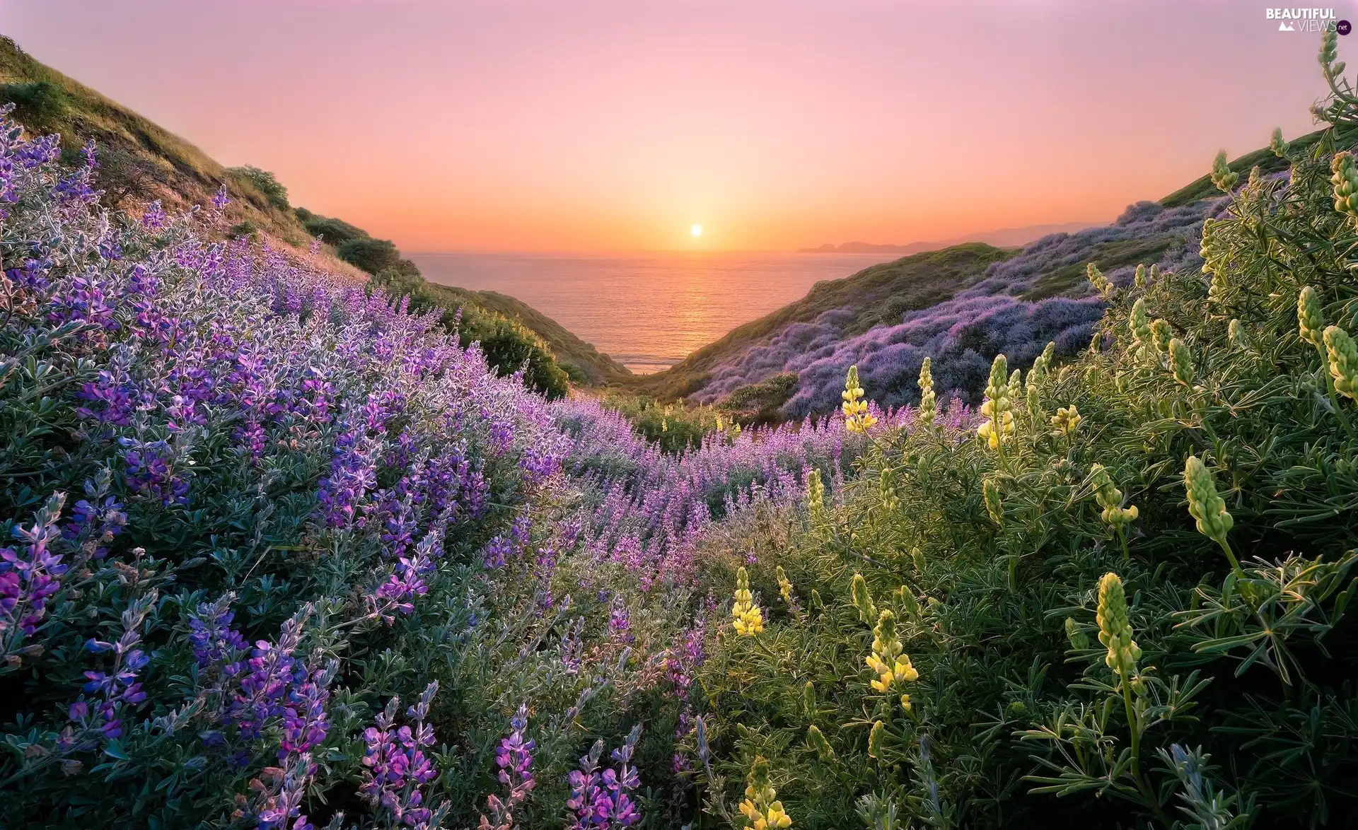 State of California, The United States, San Francisco, Coastal Trail, sea, The Hills, lupine, Great Sunsets, Flowers