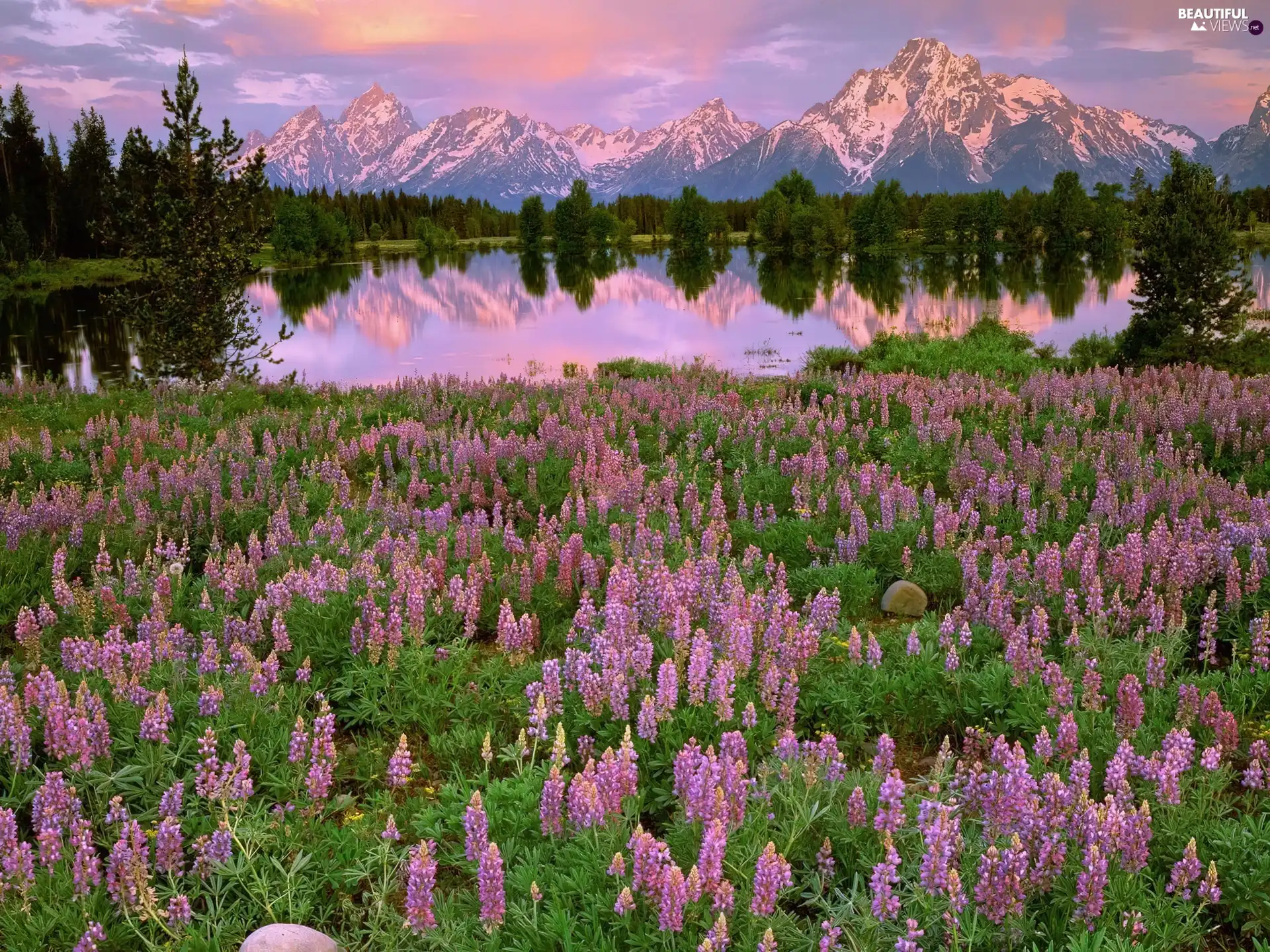 Flowers, lake, Mountains