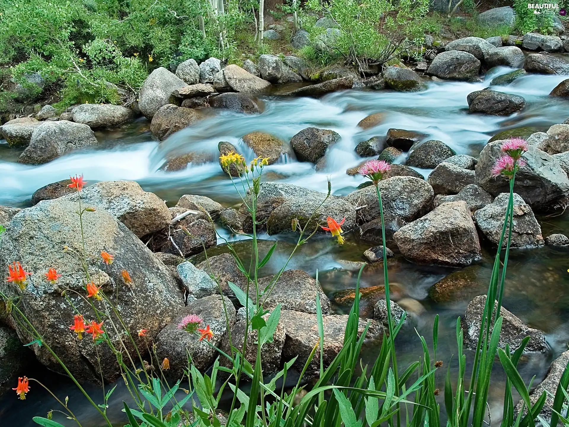 River, color, Flowers, Stones