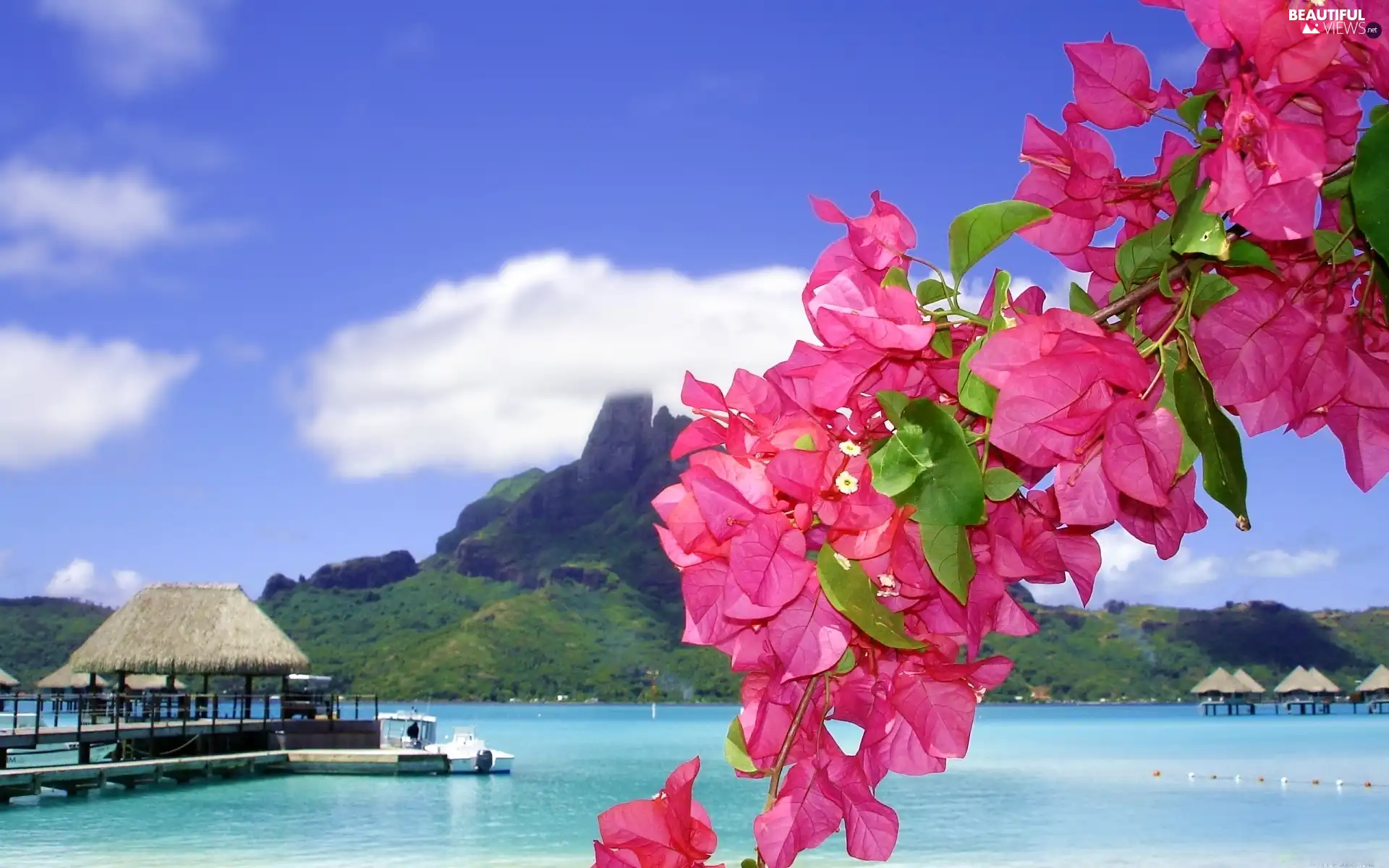 Flowers, Bougainvillea, Tropical, Platforms, sea