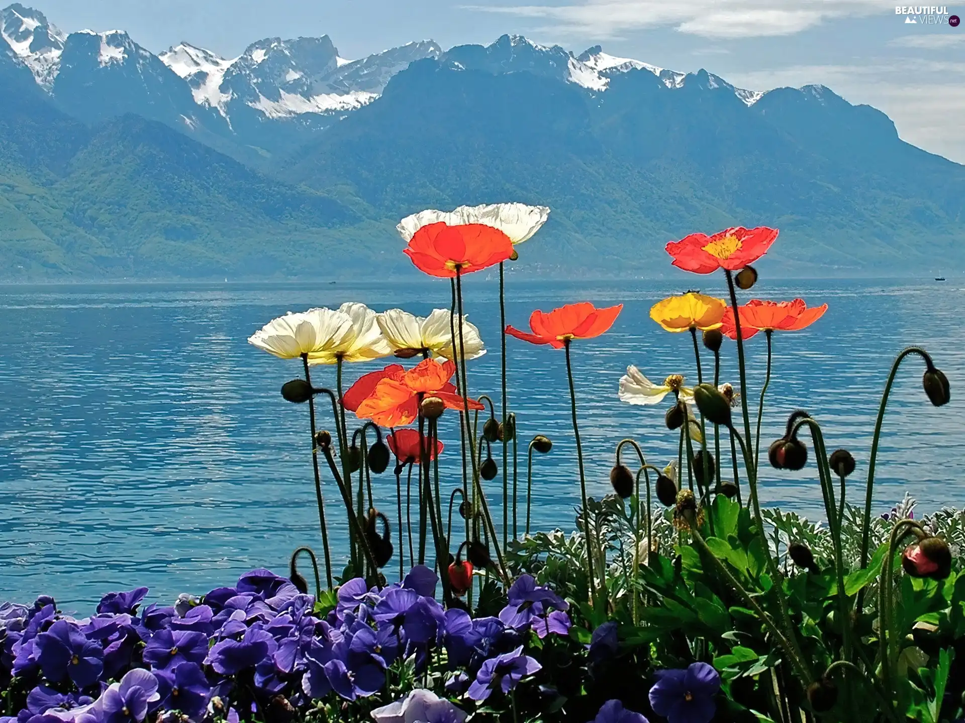 Sky, lake, Flowers, Mountains