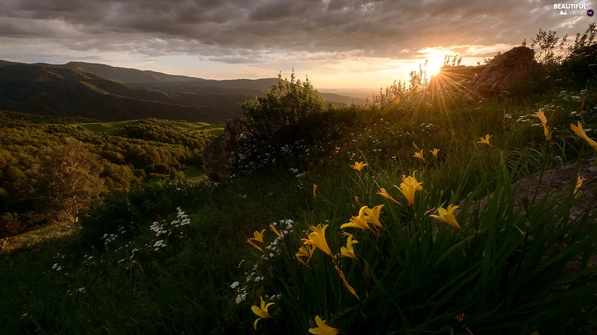 Flowers, Mountains, lilies, rays of the Sun, Yellow, Plants