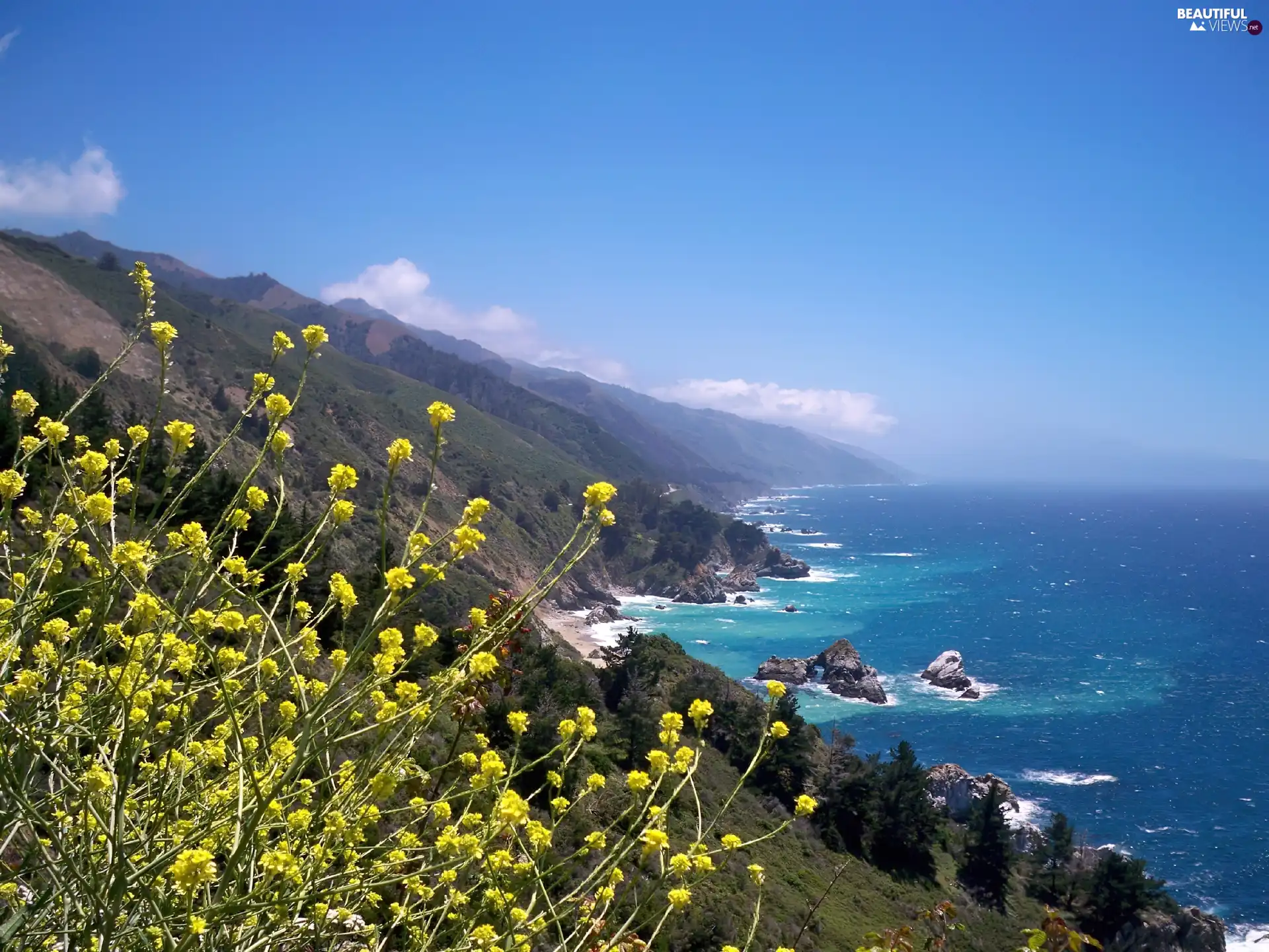 Big Sur, Mountains, Flowers, water