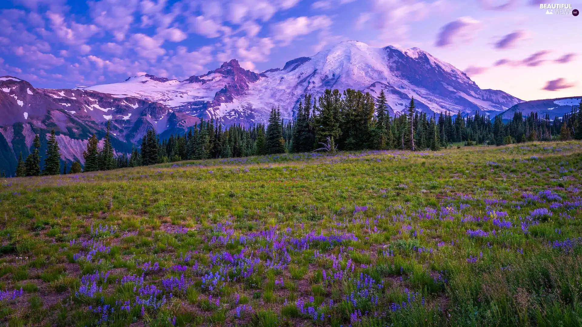 Mountains, Washington State, Flowers, Mount Rainier National Park, The United States, Meadow, clouds