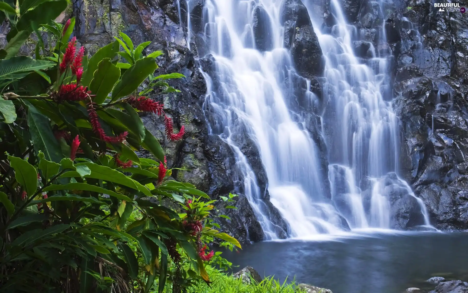 waterfall, Flowers