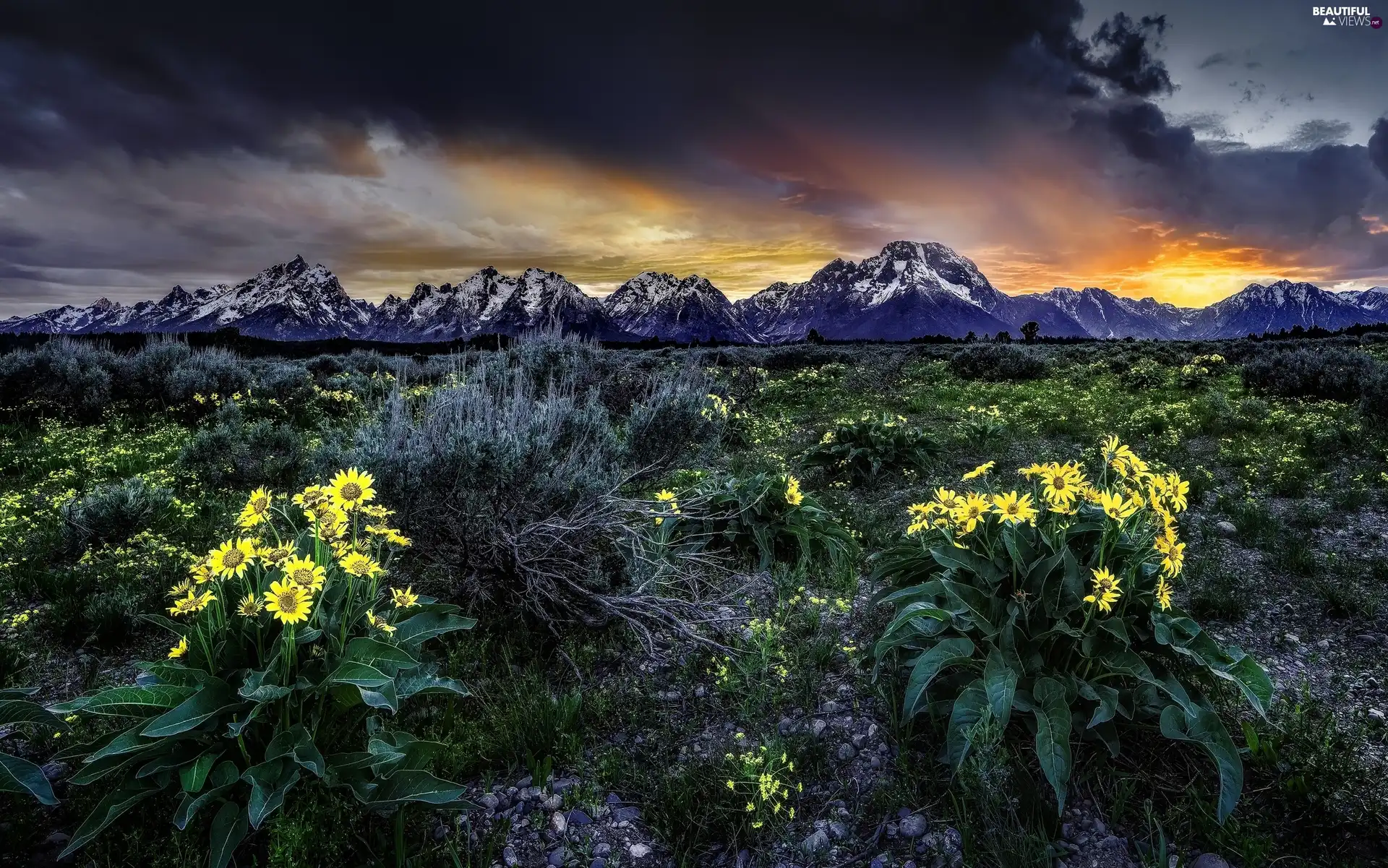 west, Mountains, Flowers, sun