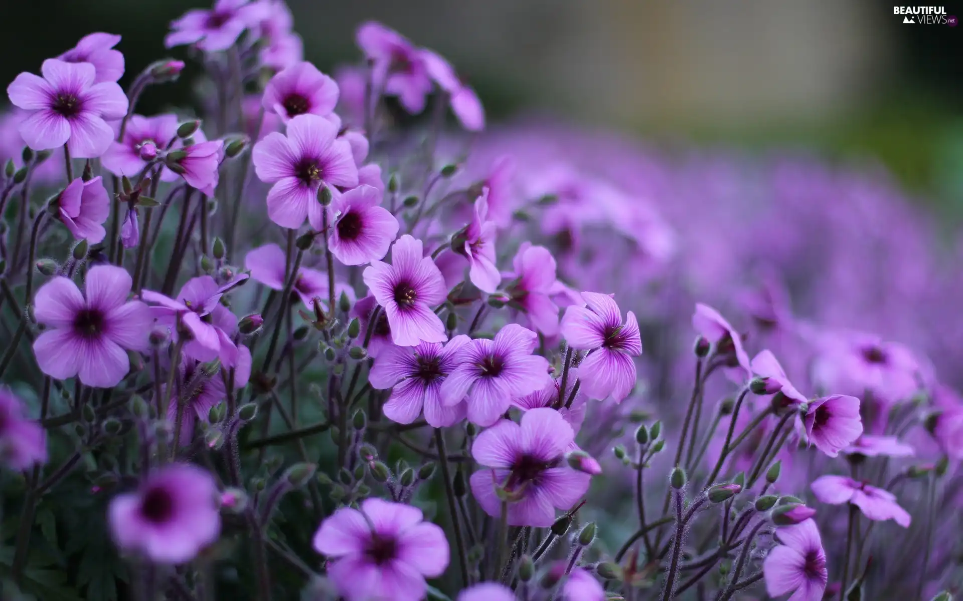 flowers, purple, Wildflowers