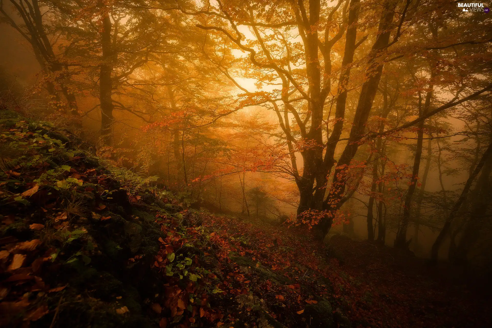trees, Occitania Region, forest, autumn, France, viewes, Fog