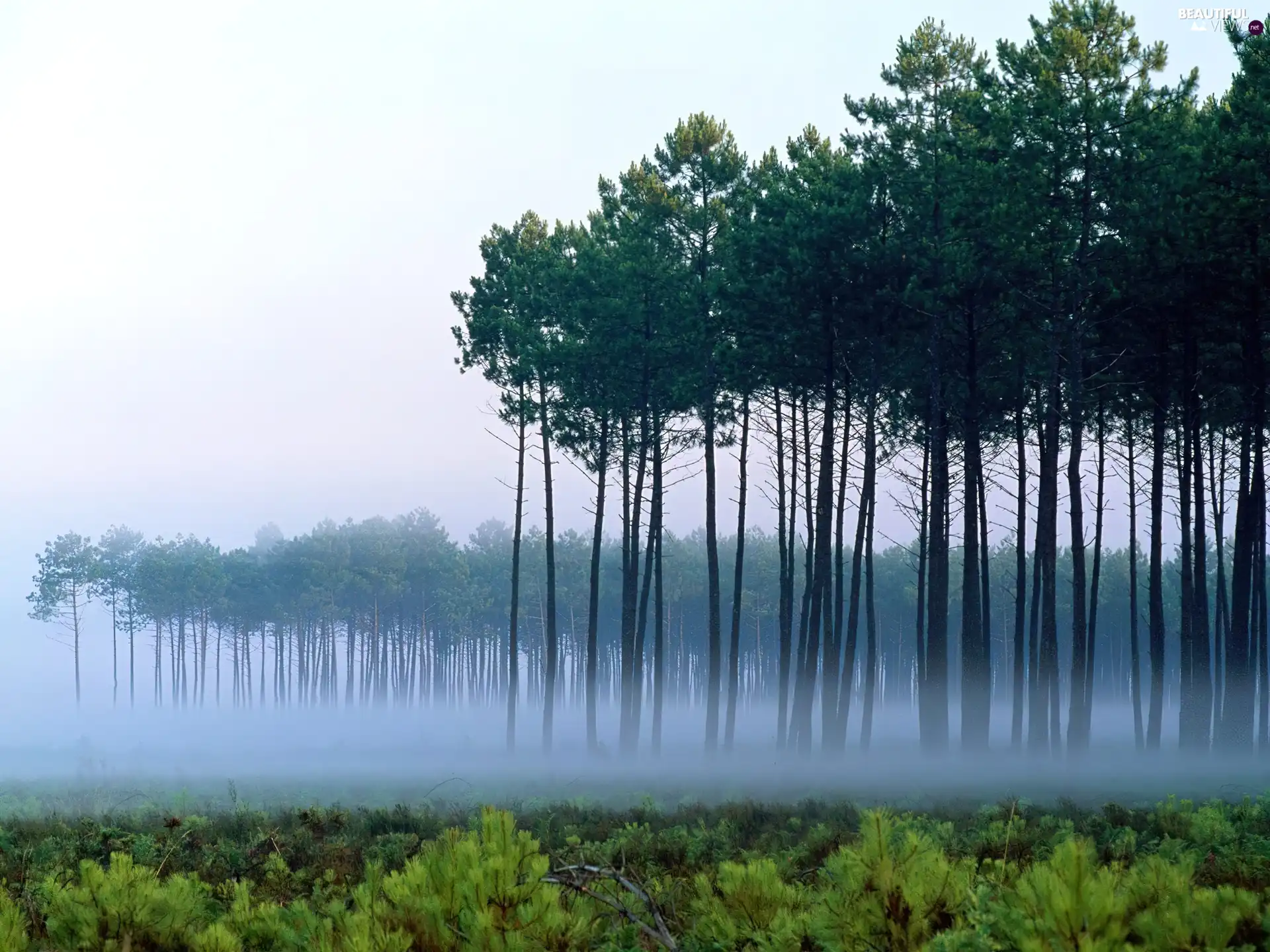 trees, forest, Fog, viewes
