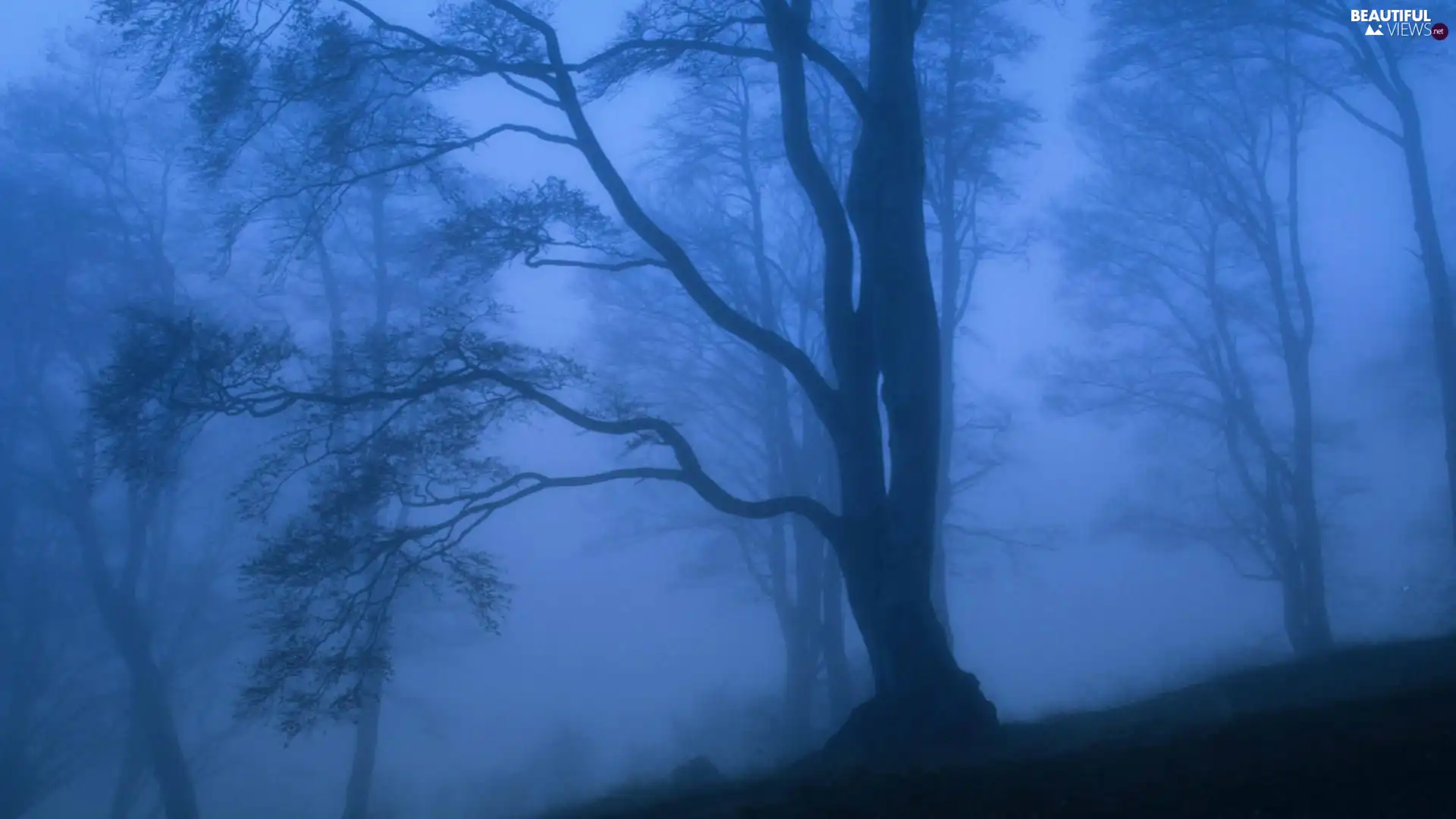 Fog, forest, twilight