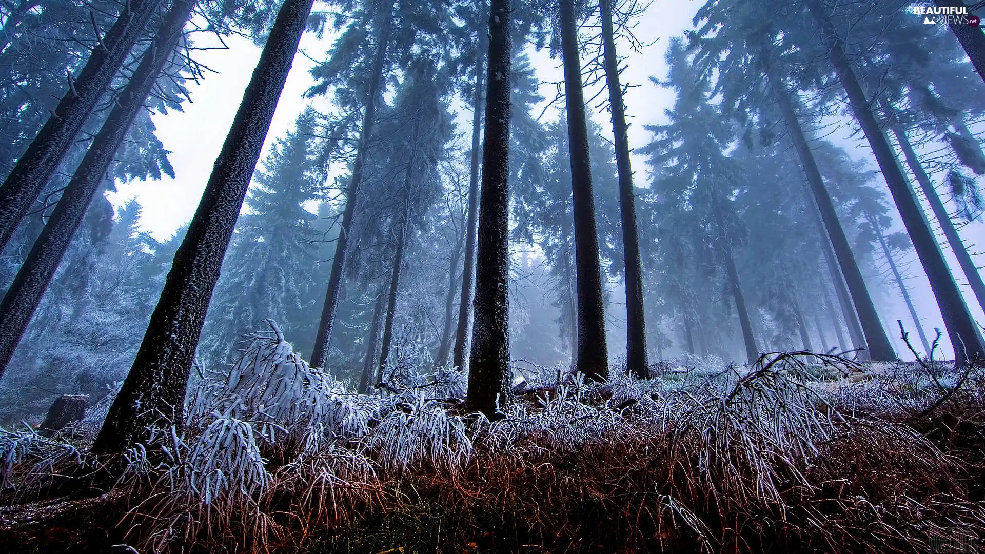 Fog, forest, winter