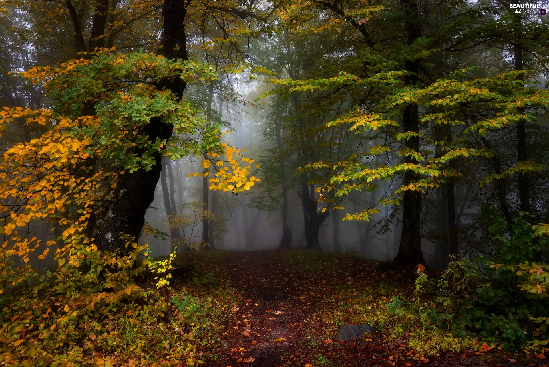trees, forest, Yellowed, Fog, autumn, viewes, Leaf