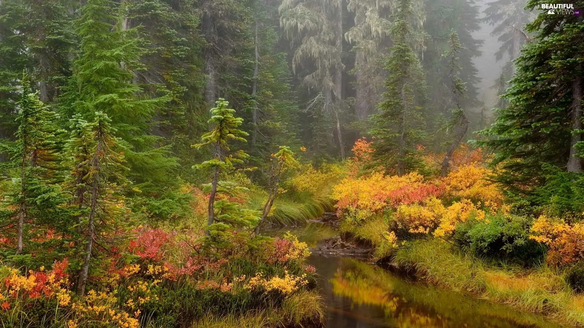 forest, autumn, brook