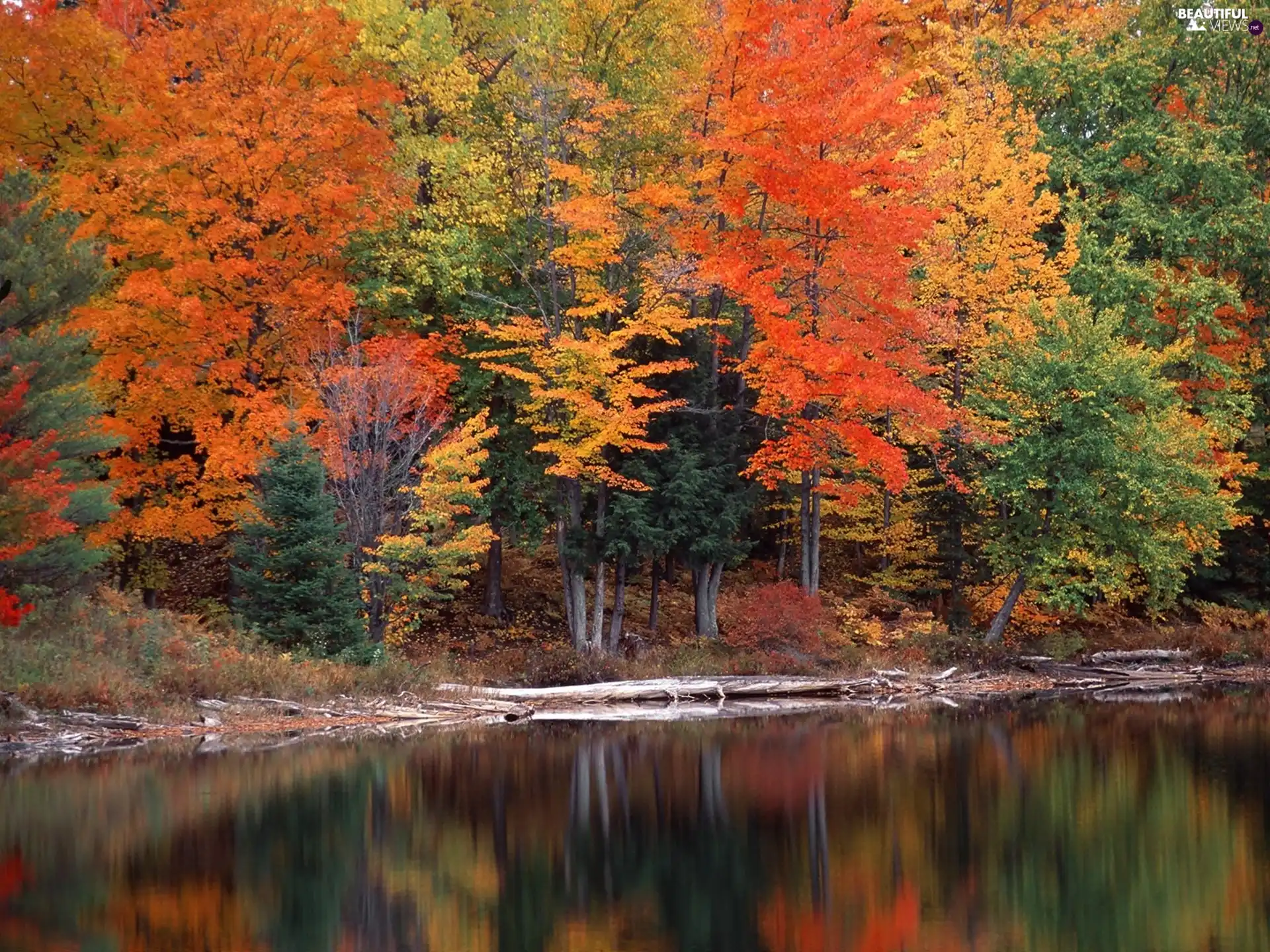 forest, lake, trees, viewes, color