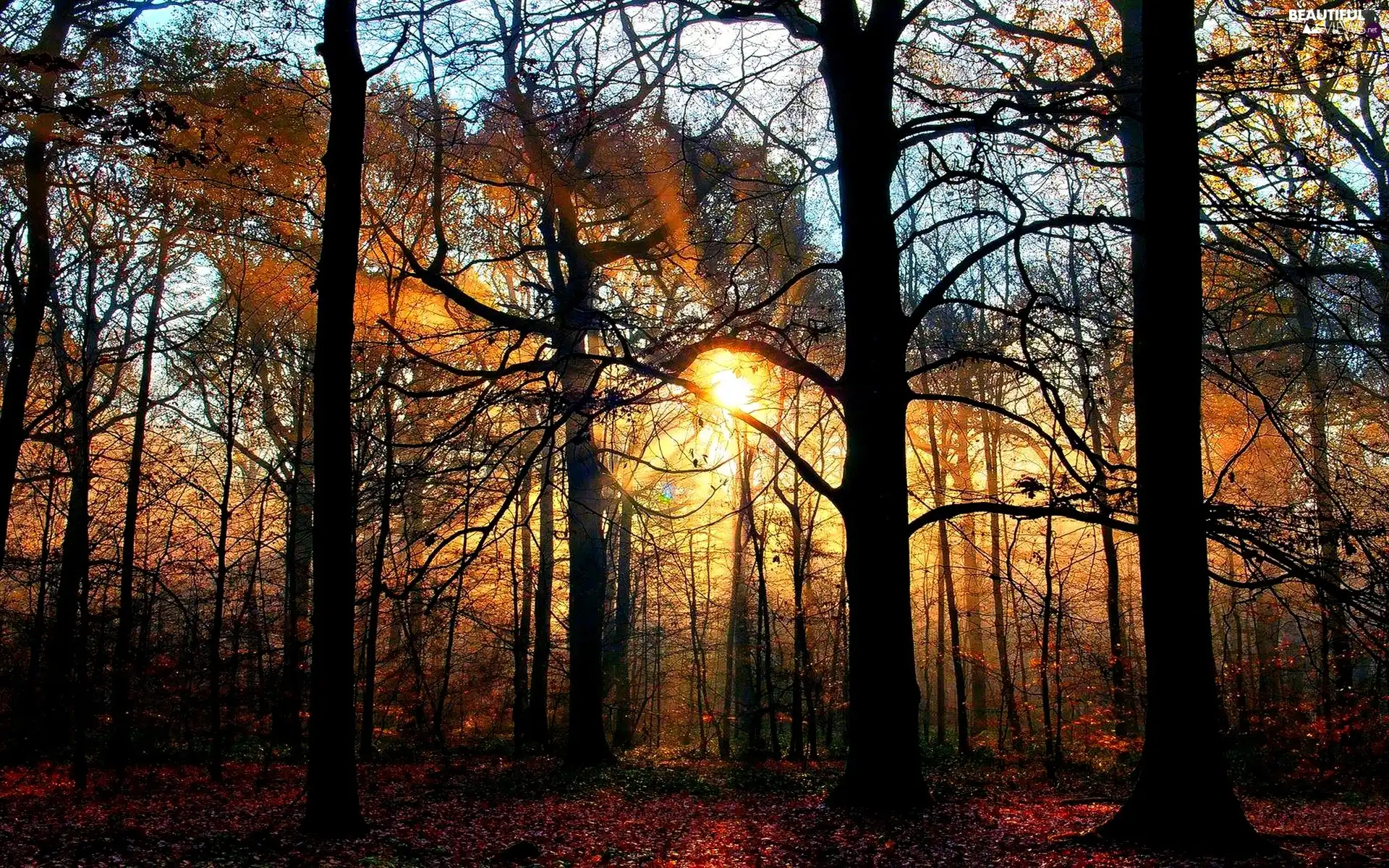 autumn, rays of the Sun, forest