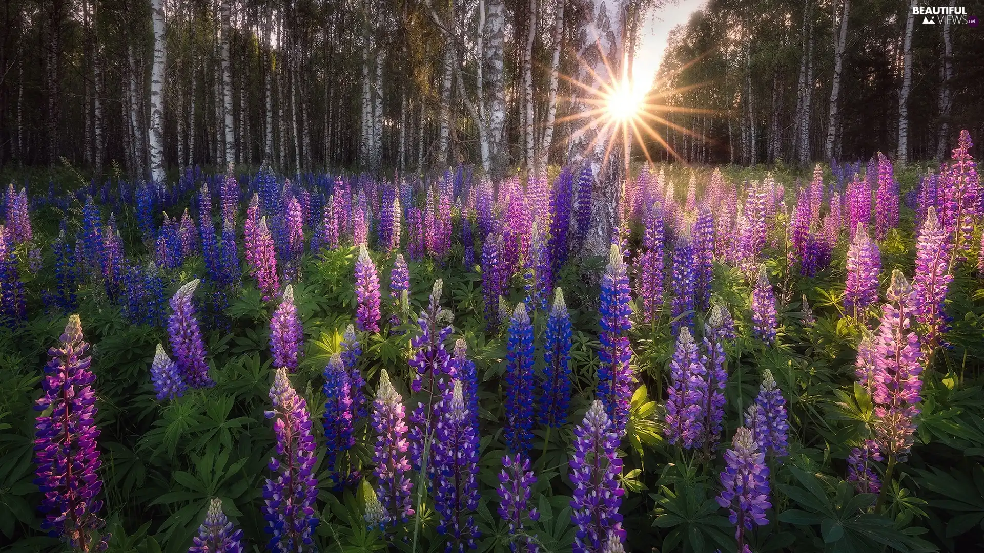 forest, Podlachia, viewes, lupine, Poland, trees, rays of the Sun
