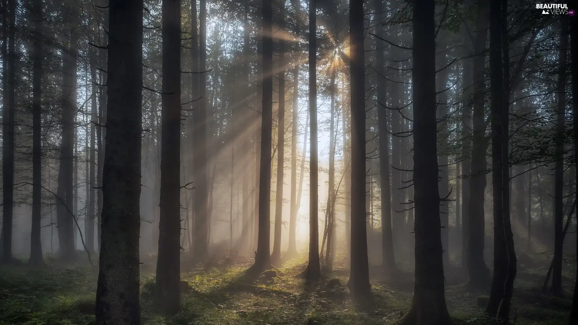 light breaking through sky, sunny, trees, viewes, forest