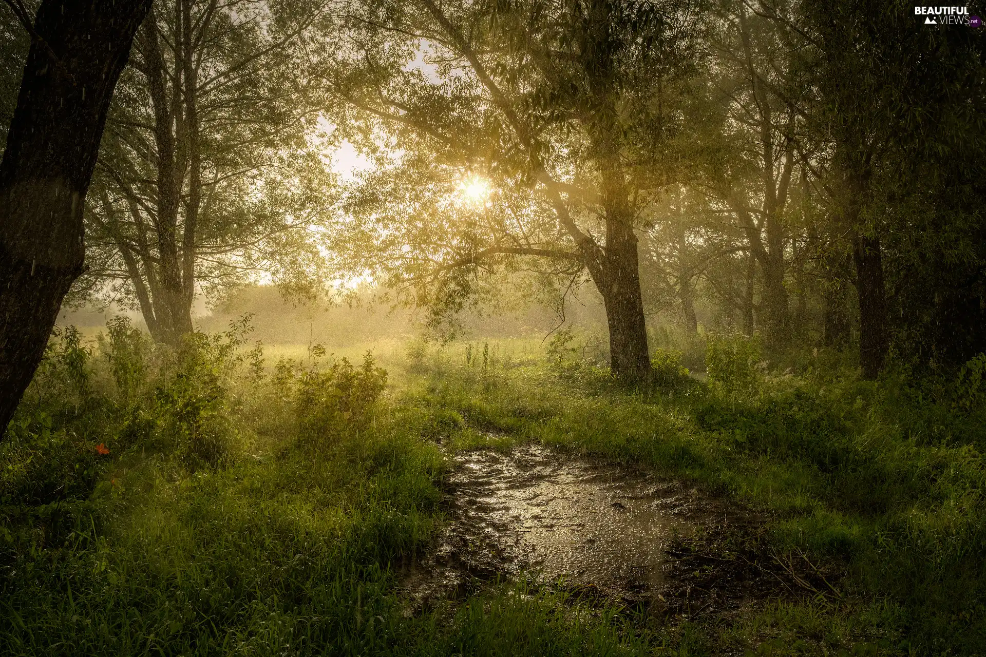 forest, Rain, viewes, rays of the Sun, summer, trees, grass