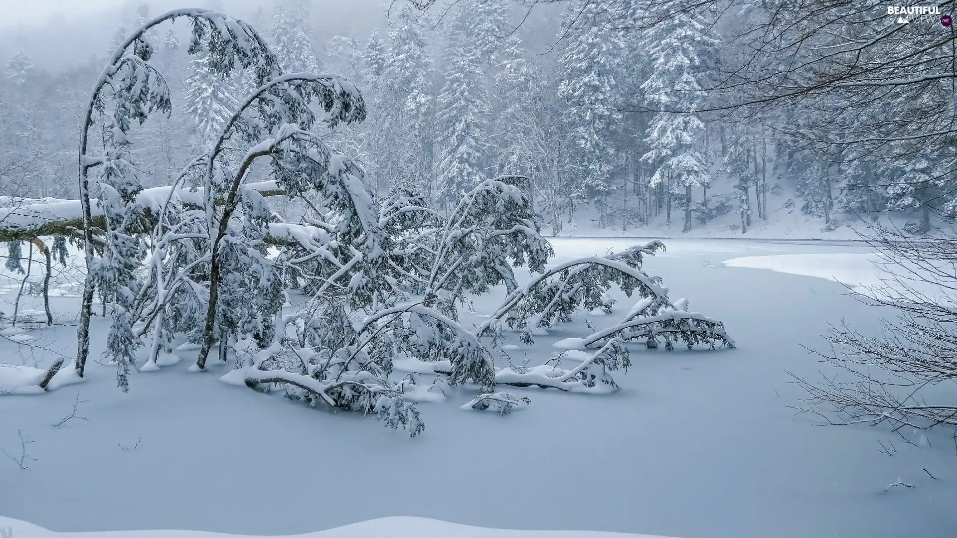 viewes, Snowy, winter, forest, Bush, trees