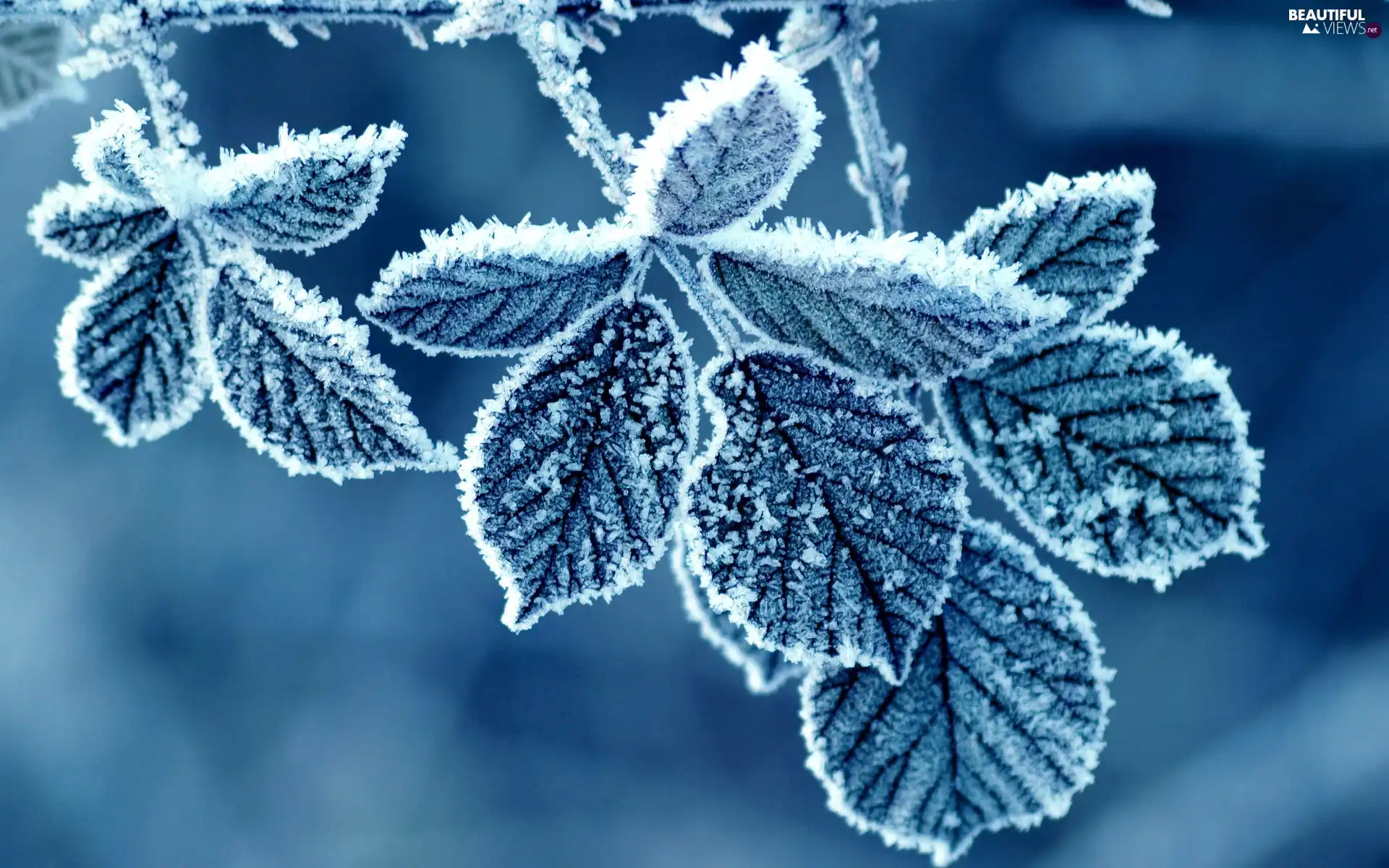 frost, Leaf, Covered