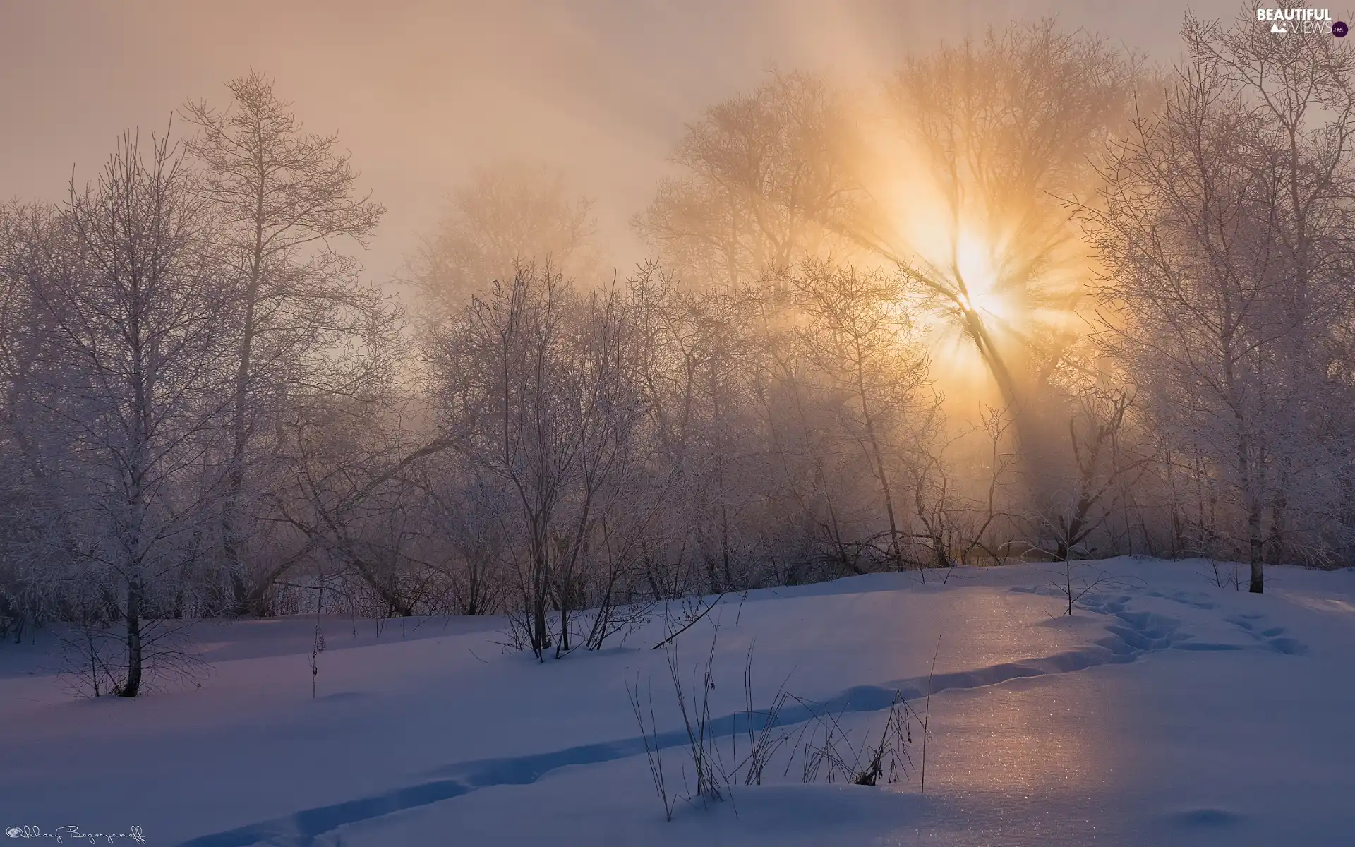 frosty, winter, viewes, light breaking through sky, trees, Fog