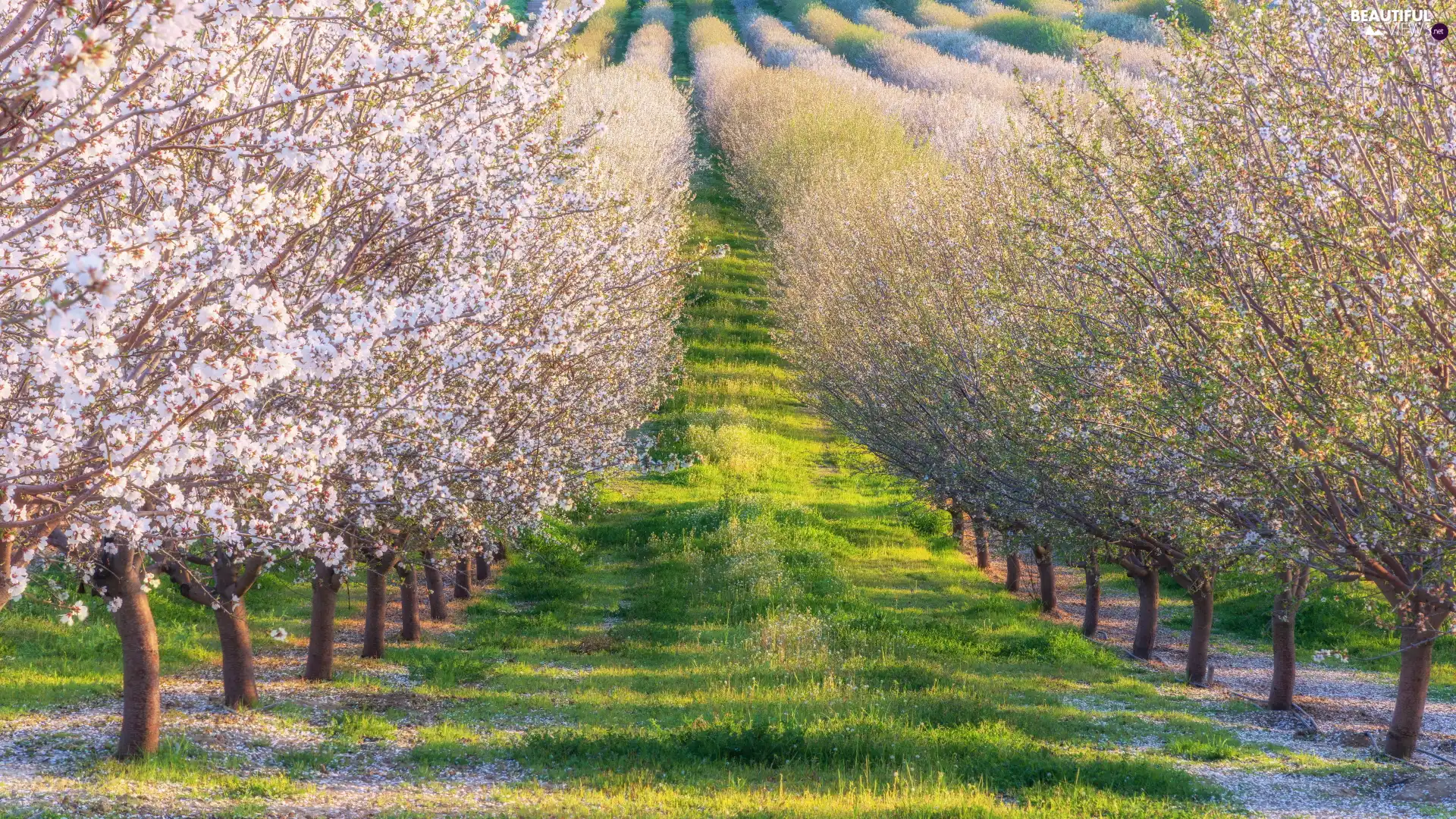 grass, Spring, Flourished, Fruit Trees, orchard