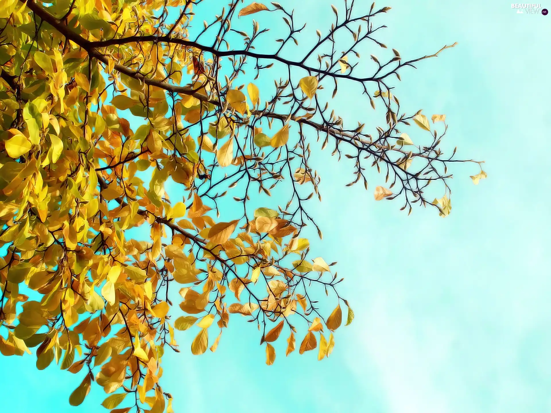 graphics, Autumn, Leaf
